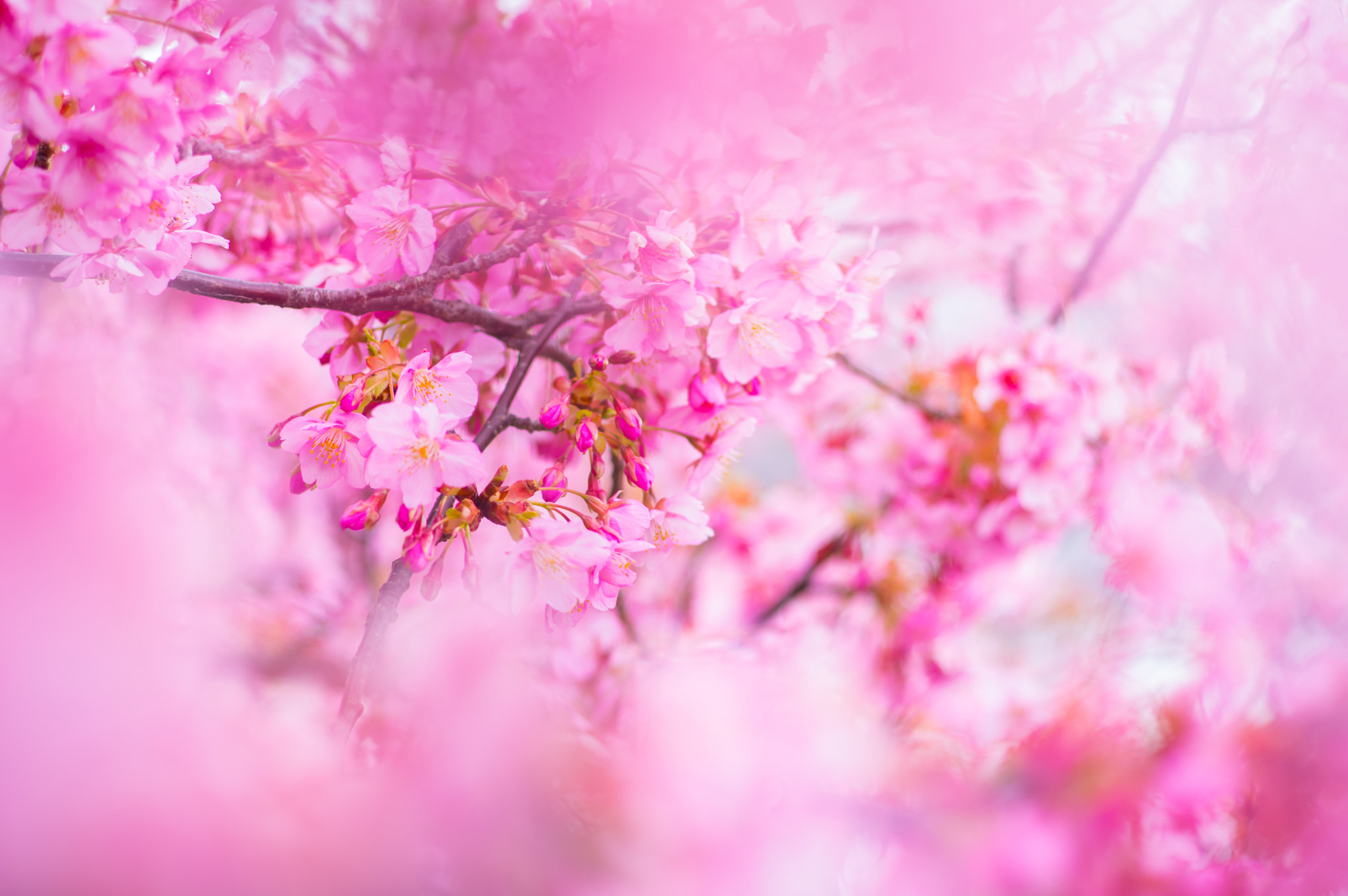 Pentax smc DA 70mm F2.4 AL Limited sample photo. Cherryblossom photography