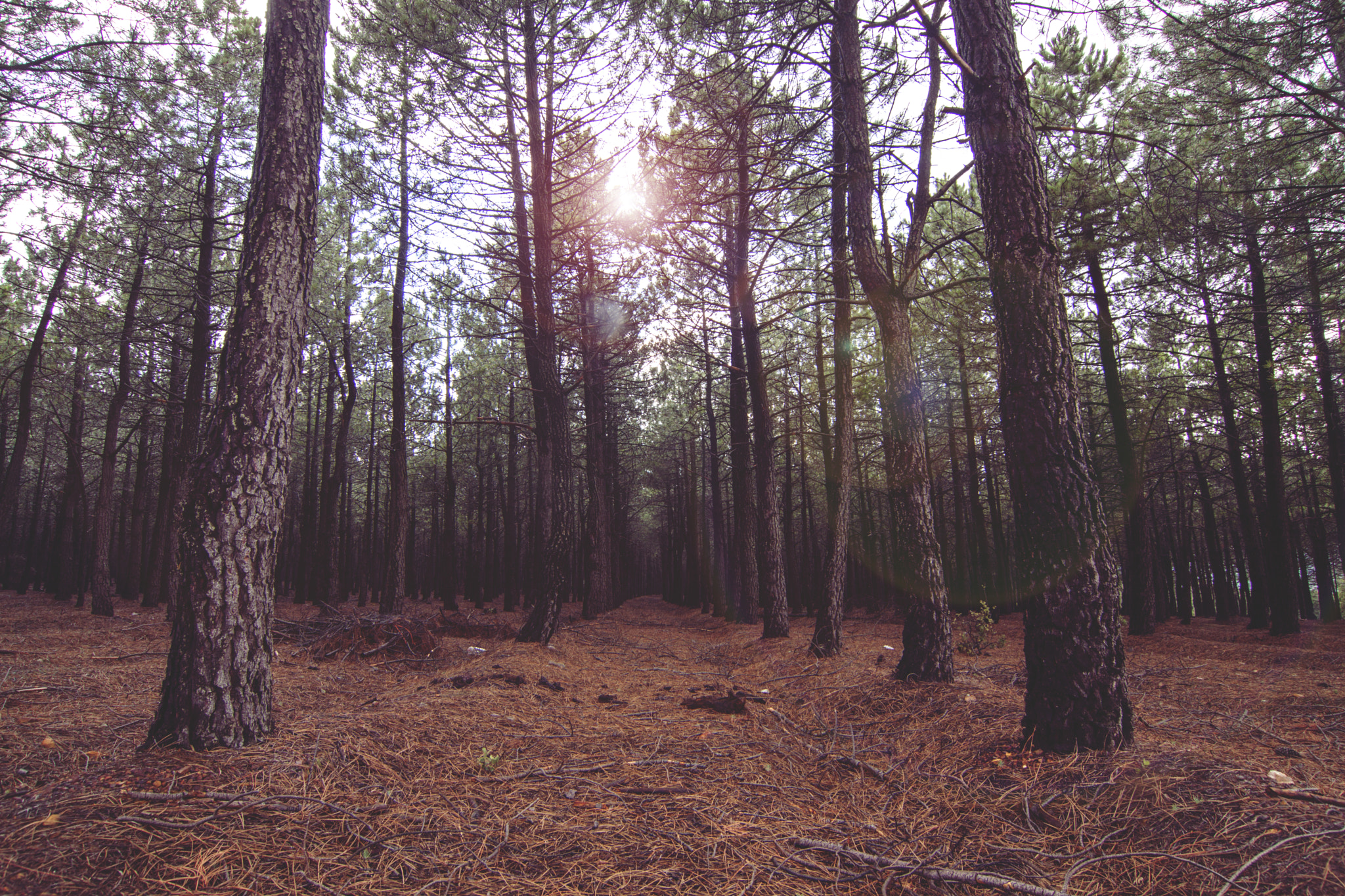 Tokina AT-X Pro 12-24mm F4 (IF) DX sample photo. View on endless way in abandoned forest photography