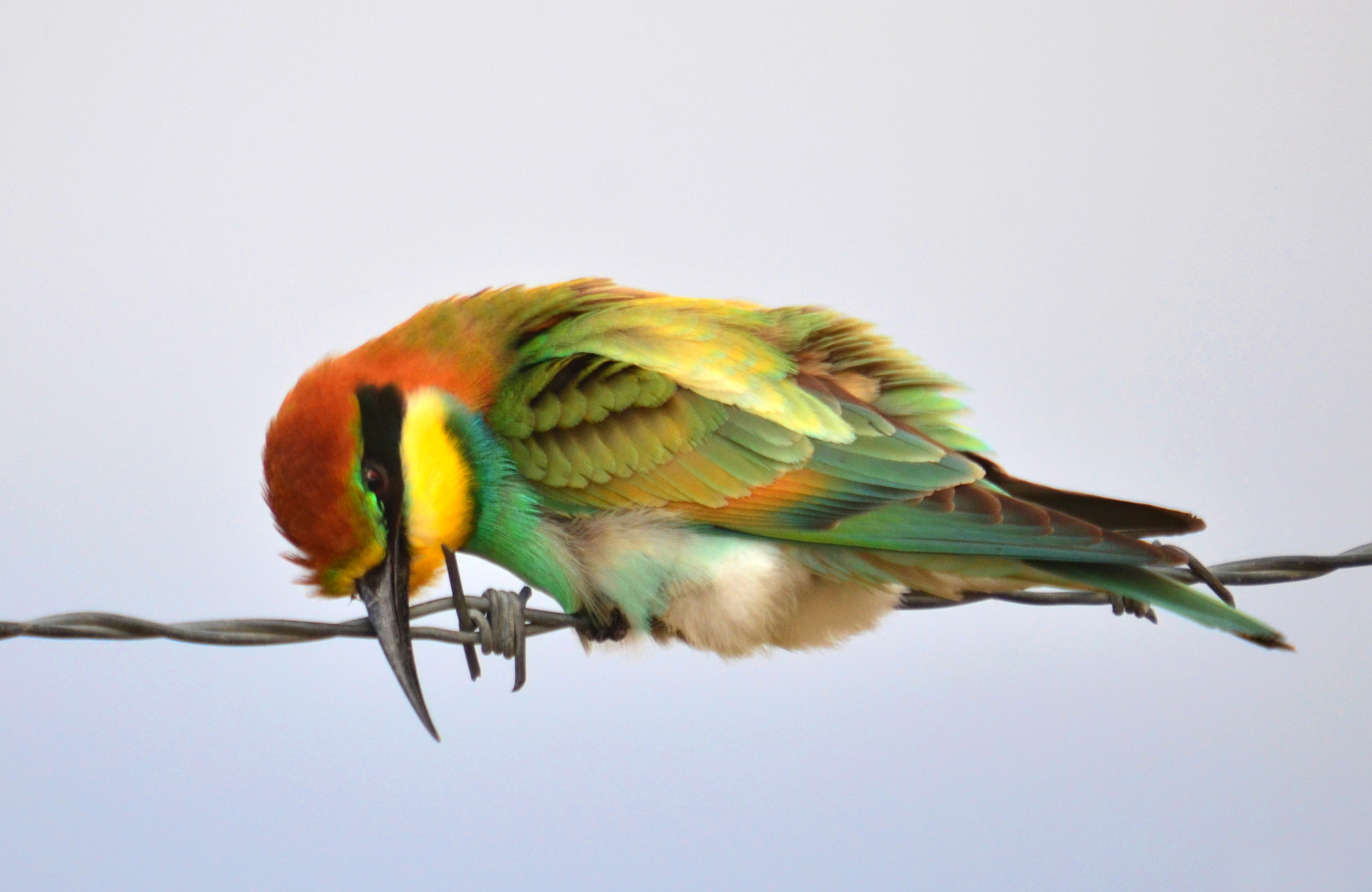 Sigma 50-500mm F4-6.3 EX APO RF HSM sample photo. Arı kuşu - merops apiaster - european bee-eater photography