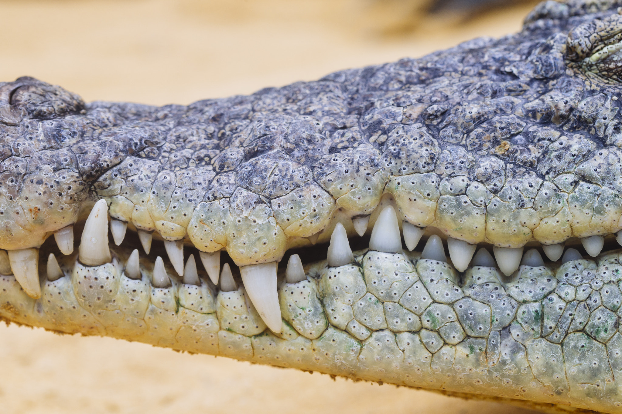 Canon EF 100mm F2.8 Macro USM sample photo. Crocodile photography
