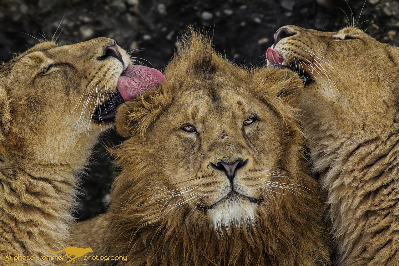 Canon EF 300mm F2.8L IS USM sample photo. Indian lions photography