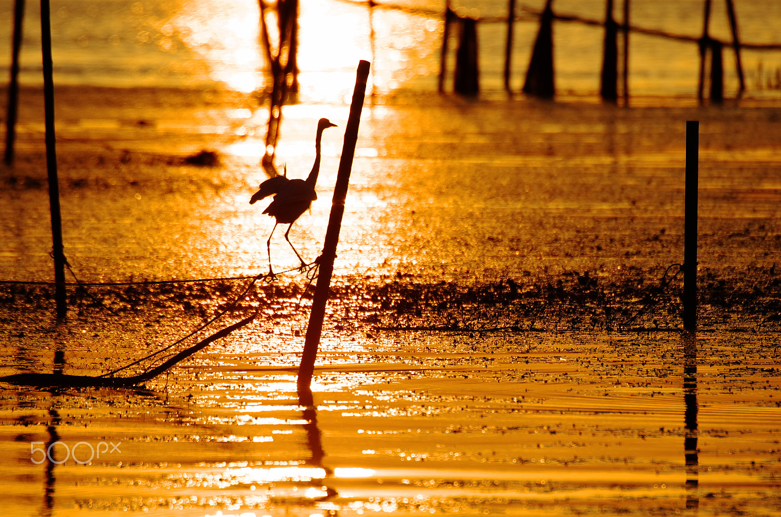 Pentax K-5 IIs + Sigma sample photo. Ripples is golden color photography