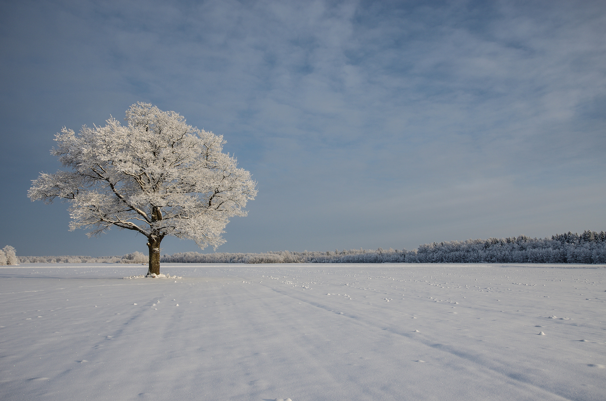 Sigma 10-20mm F3.5 EX DC HSM sample photo. Frozen tree photography