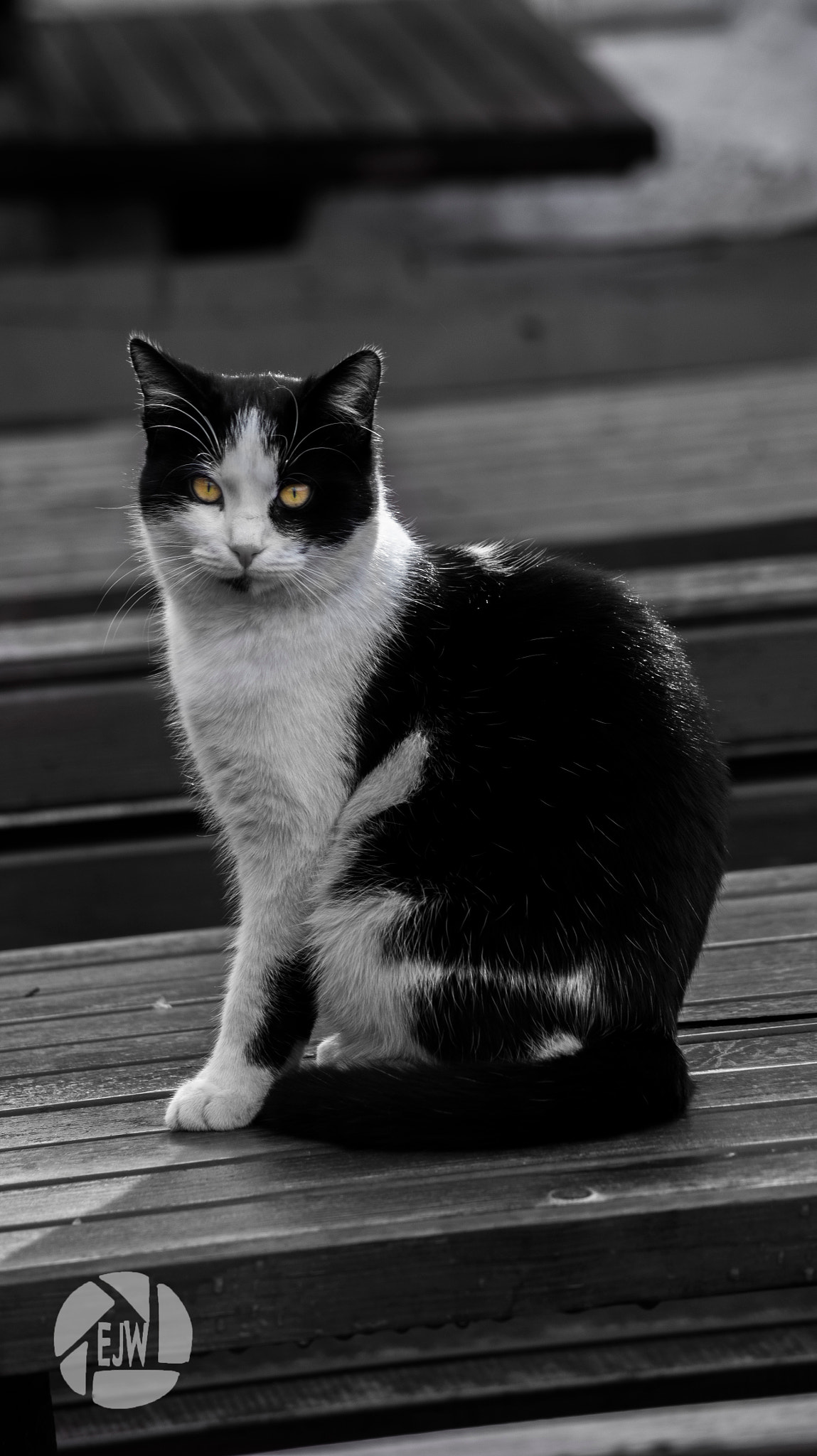 Sony DT 55-200mm F4-5.6 SAM sample photo. Cat - mostar photography