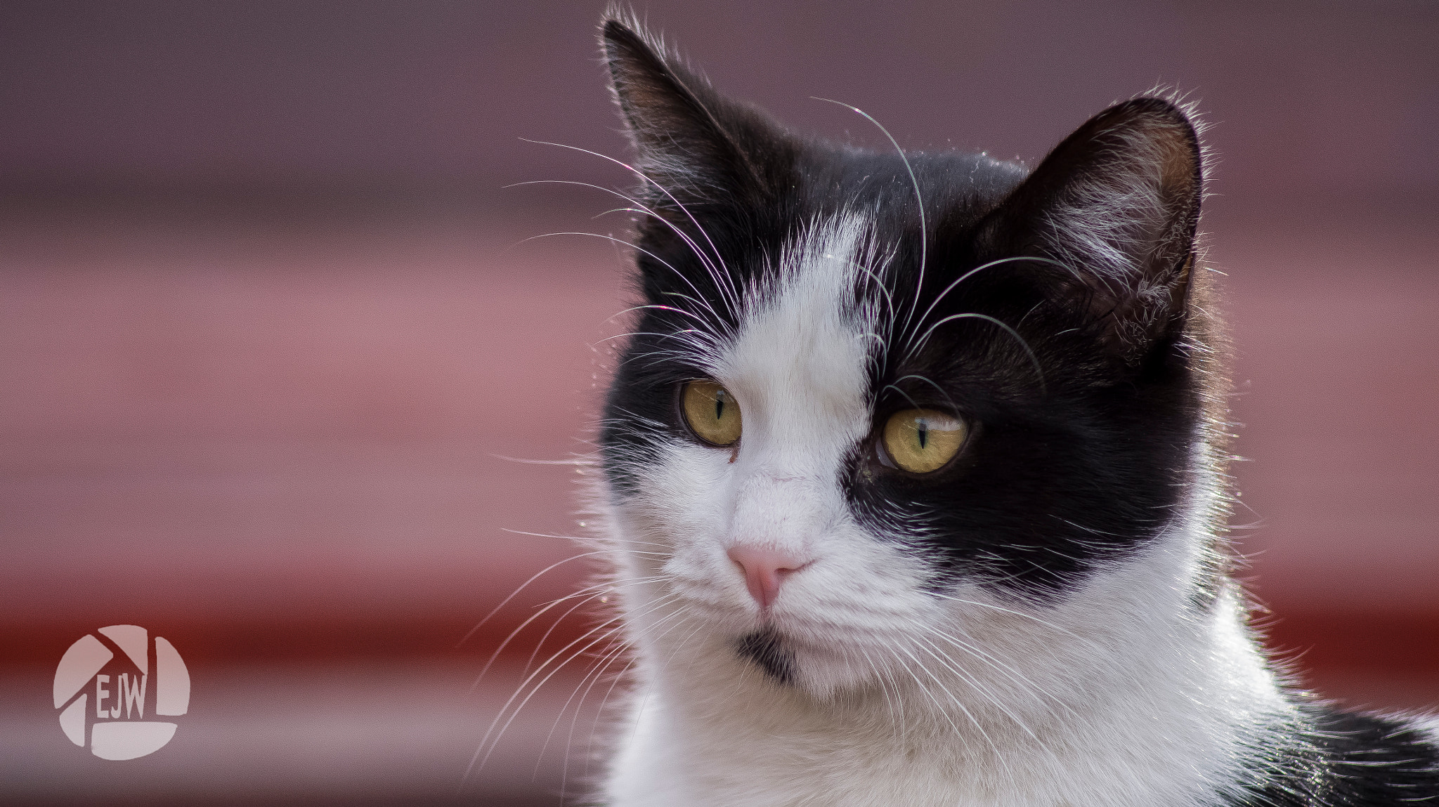 Sony DT 55-200mm F4-5.6 SAM sample photo. Cat (2) - mostar photography
