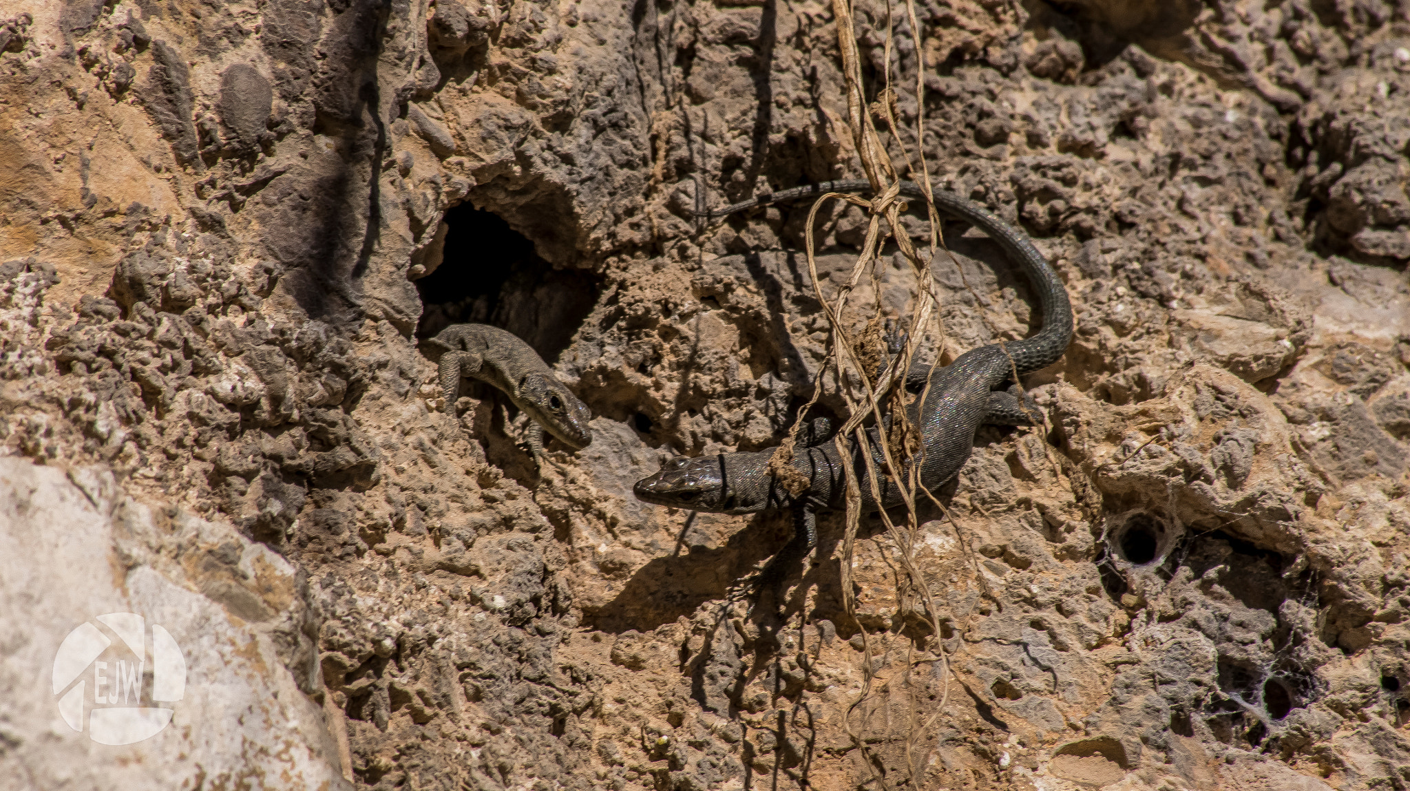 Sony DT 55-200mm F4-5.6 SAM sample photo. Lizard - mostar photography