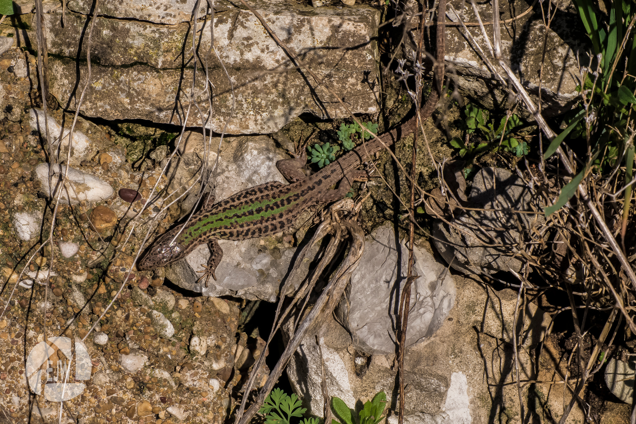Sony DT 55-200mm F4-5.6 SAM sample photo. Lizard (3) - mostar photography