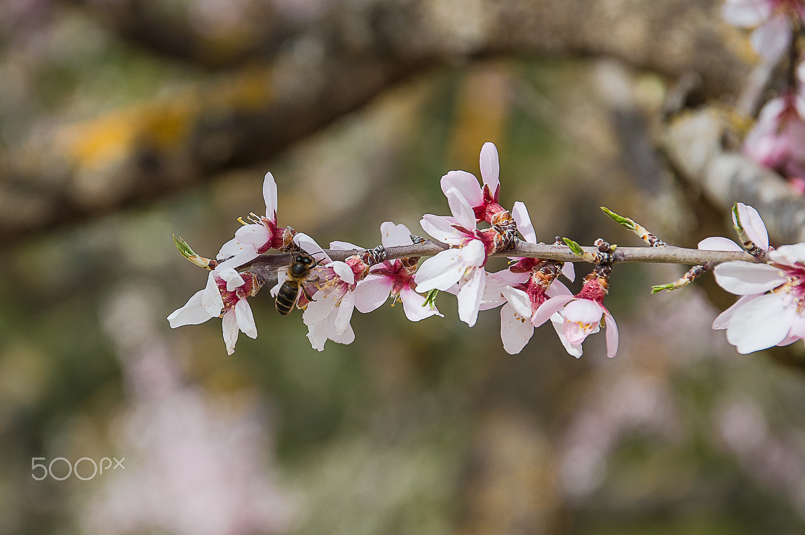Sigma 17-70mm F2.8-4 DC Macro OS HSM | C sample photo. Working bee photography