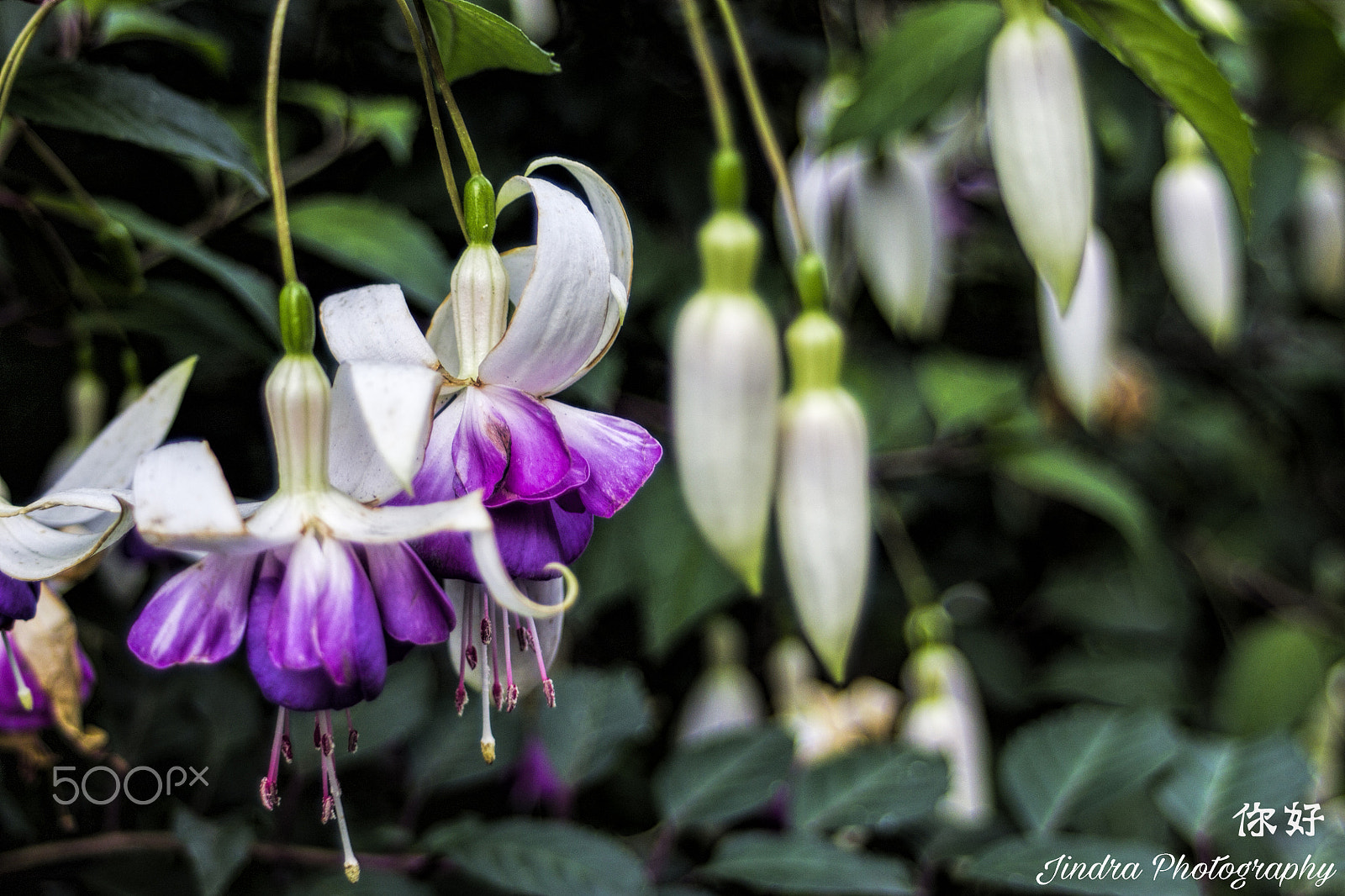 Canon EF 35-70mm f/3.5-4.5A sample photo. Ni hao from birmingham, uk photography