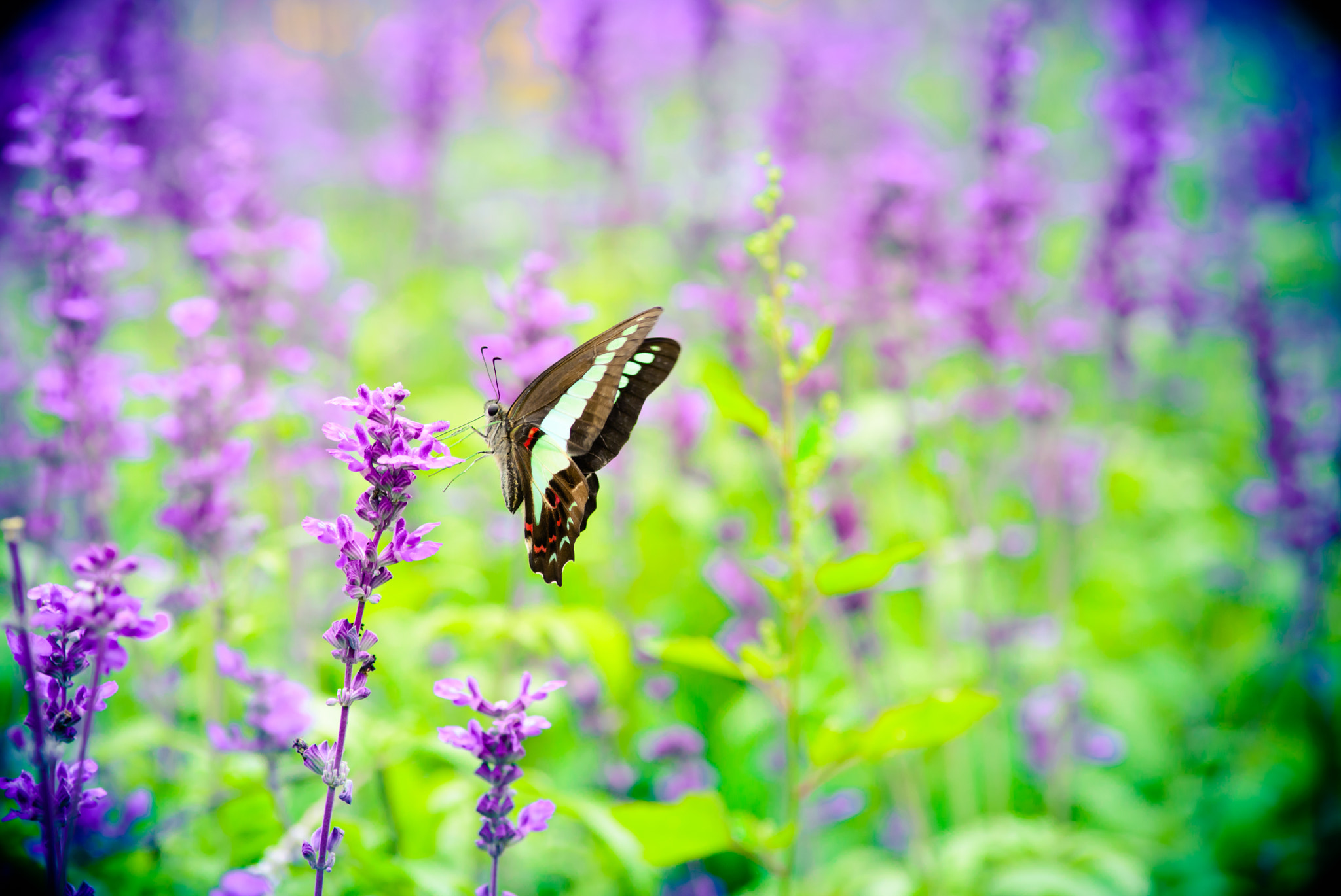 Nikon AF Nikkor 180mm F2.8D ED-IF sample photo. Butterfly photography
