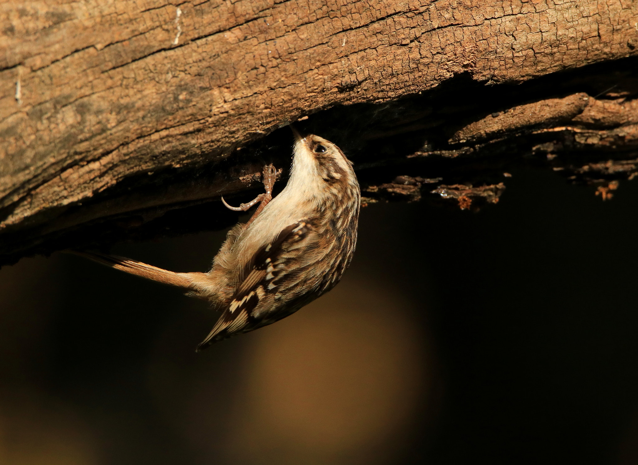 Tamron SP 150-600mm F5-6.3 Di VC USD sample photo. Upside down  photography