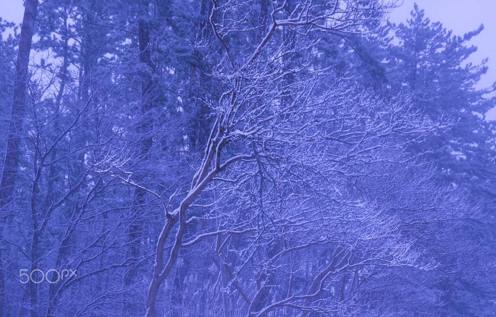 Tamron AF 18-200mm F3.5-6.3 XR Di II LD Aspherical (IF) Macro sample photo. "雪の華 " flower of snow photography