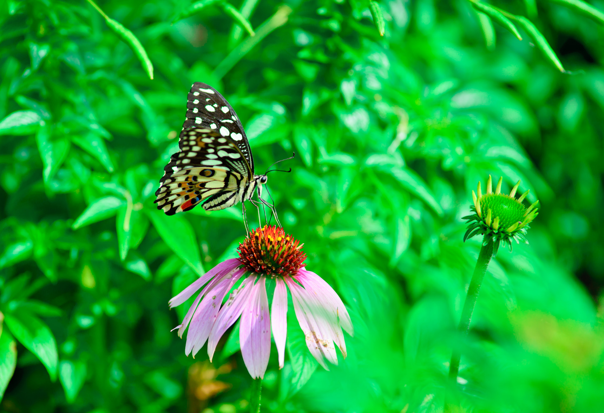 Nikon D610 + Nikon AF Nikkor 180mm F2.8D ED-IF sample photo. Butterfly photography