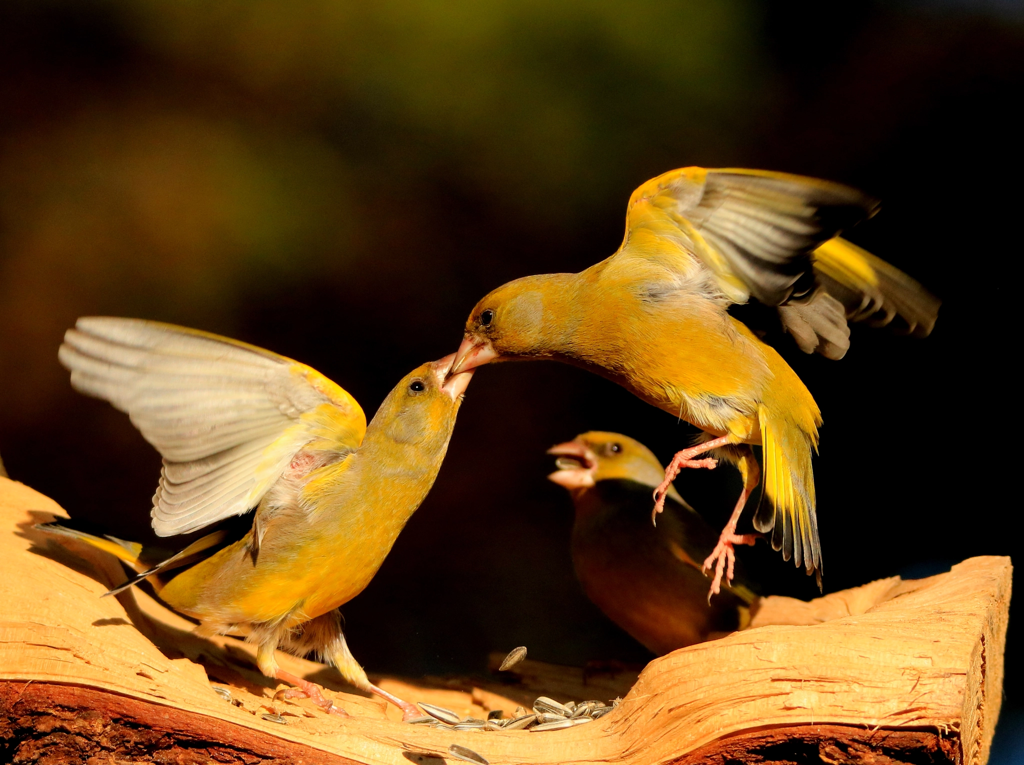 Tamron SP 150-600mm F5-6.3 Di VC USD sample photo. Fighting!  photography