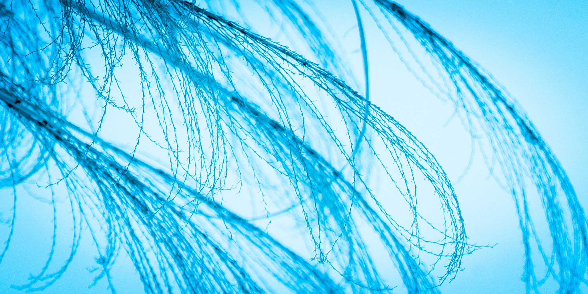 Sigma 70-300mm F4-5.6 APO DG Macro sample photo. Blue plume photography