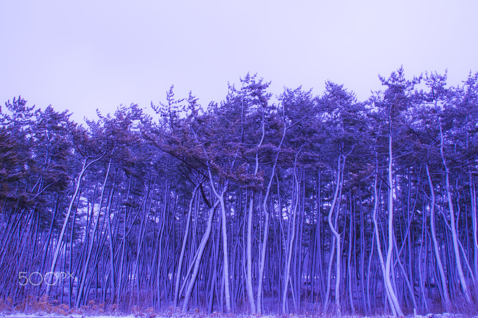 Tamron AF 18-200mm F3.5-6.3 XR Di II LD Aspherical (IF) Macro sample photo. "防風林 " windbreak photography