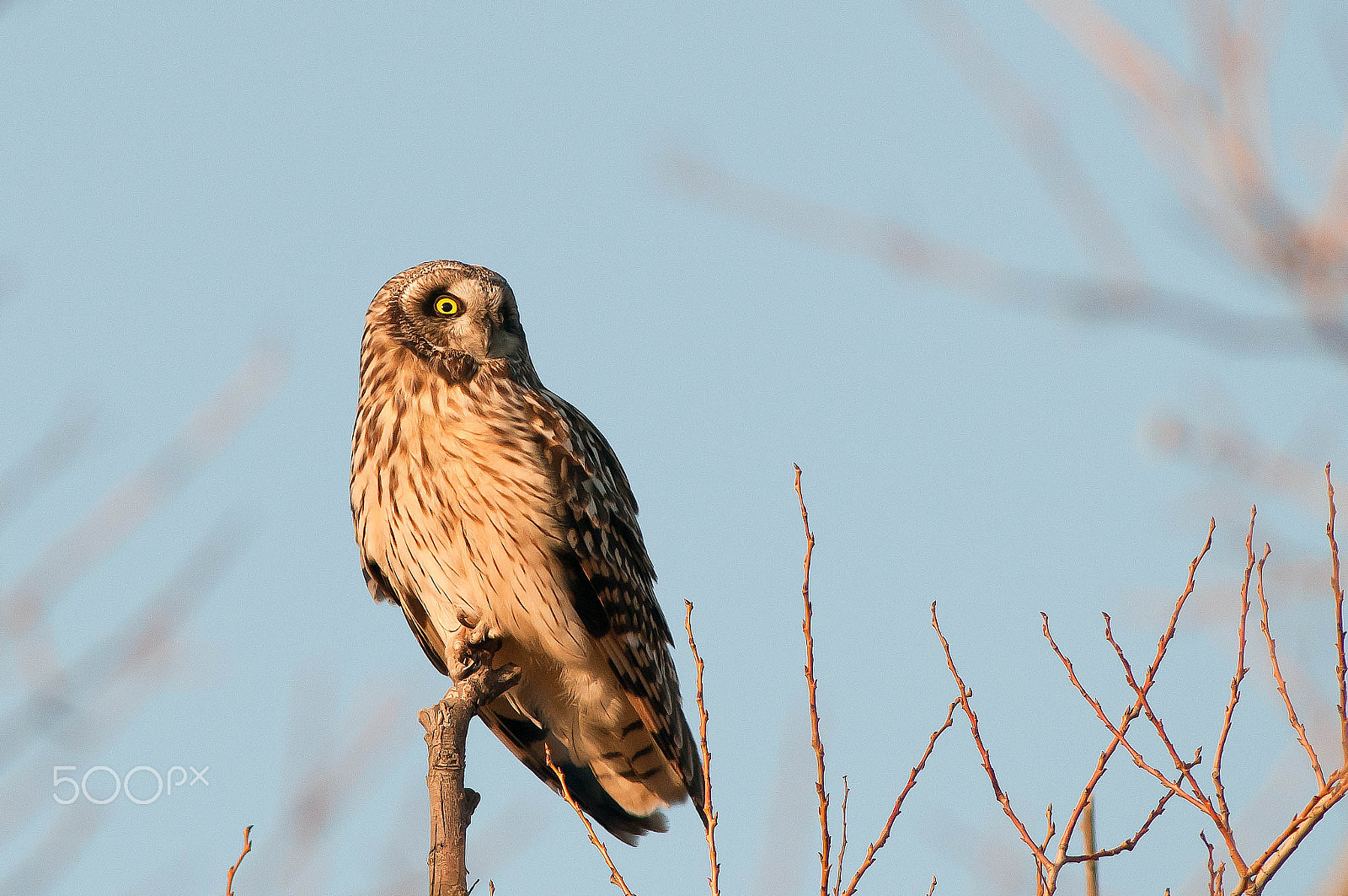 Nikon D300 + AF Nikkor 300mm f/4 IF-ED sample photo. Just woke up, photography