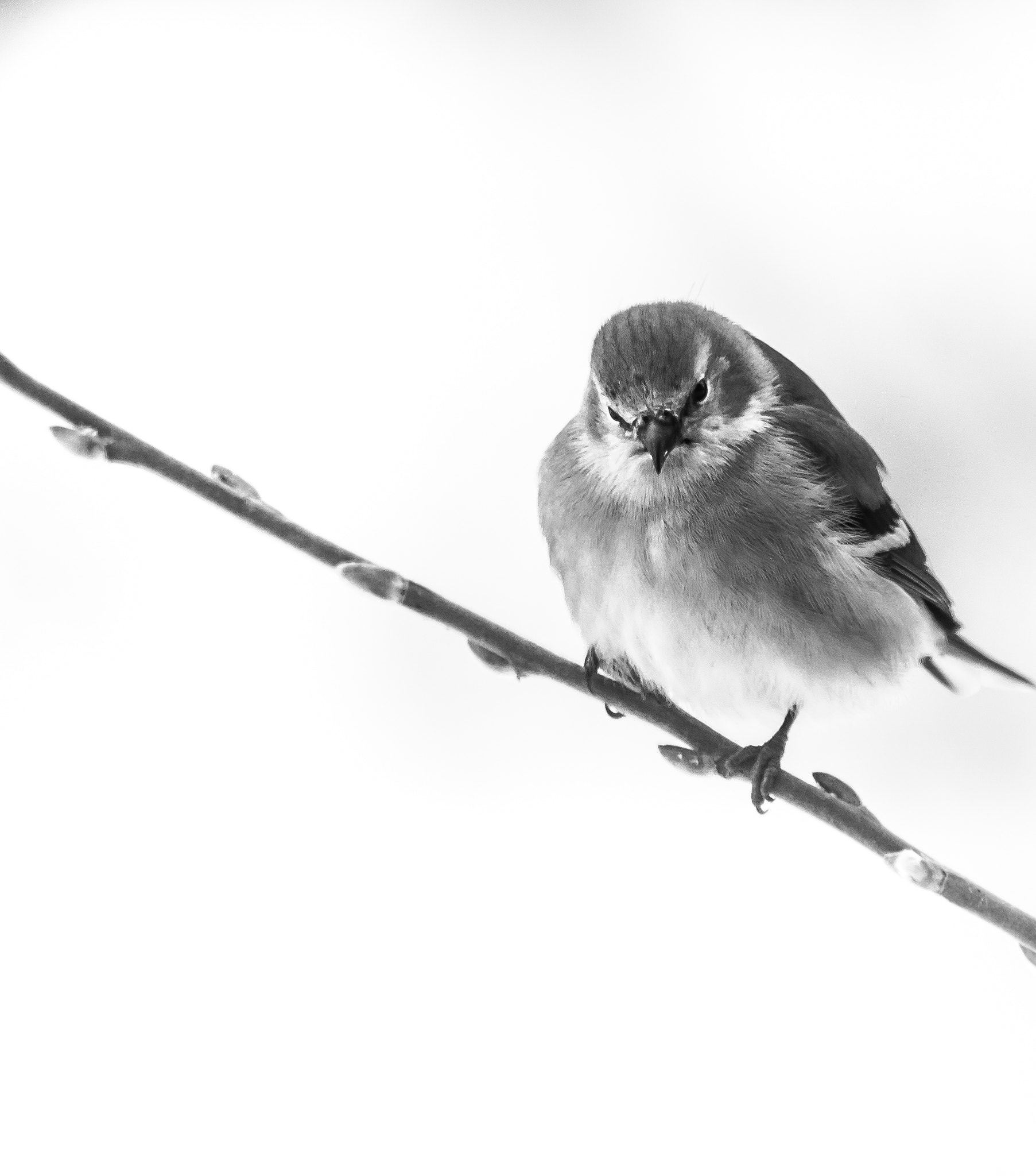 Sigma 70-300mm F4-5.6 APO DG Macro sample photo. Finch in bw photography