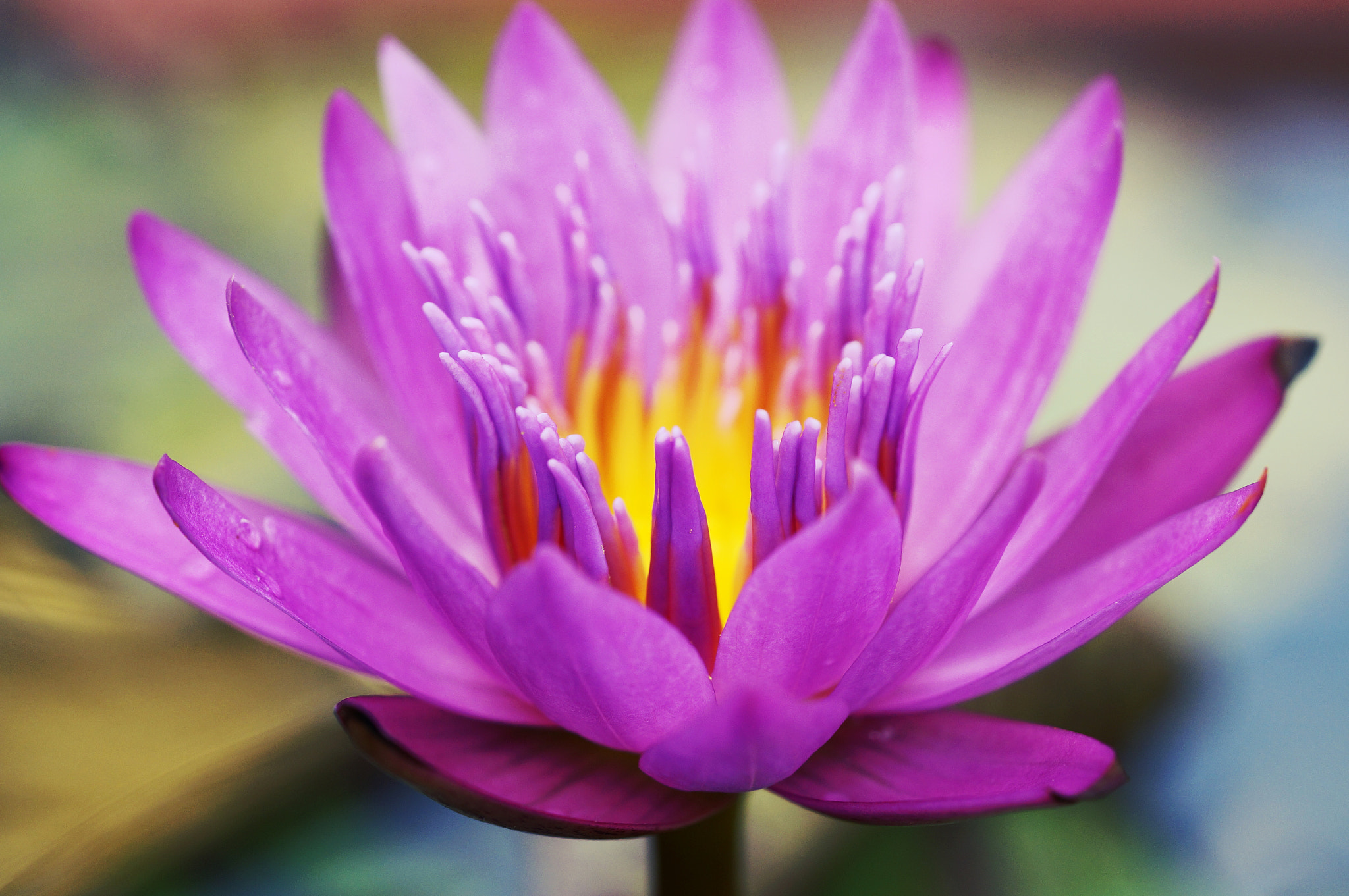 Sony Alpha NEX-6 + Sony FE 90mm F2.8 Macro G OSS sample photo. Water lily photography