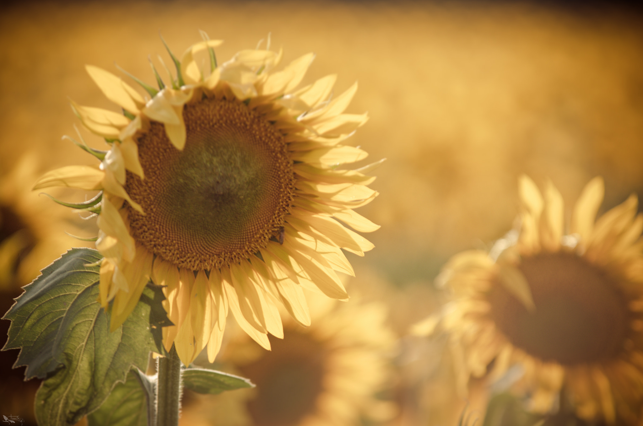 Sigma 70-200mm F2.8 EX DG OS HSM sample photo. Sunflower photography