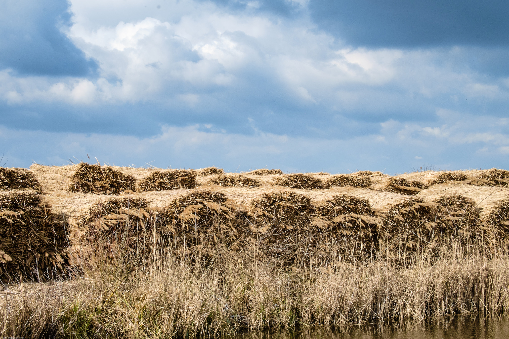 Fujifilm X-Pro1 + Fujifilm XC 50-230mm F4.5-6.7 OIS sample photo. Reed and sky photography