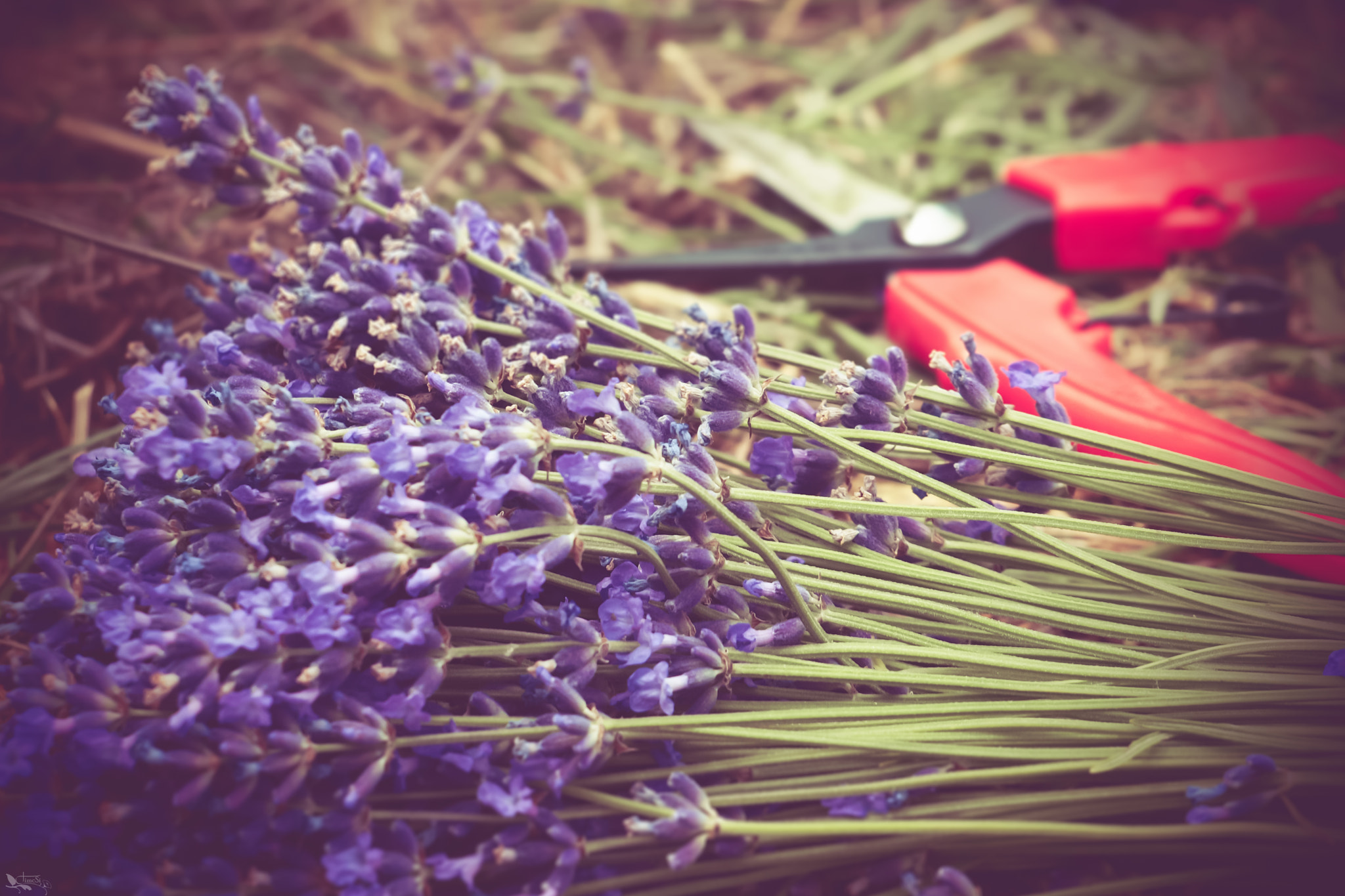 Olympus Zuiko Digital ED 40-150mm F4.0-5.6 sample photo. Lavender harvest photography