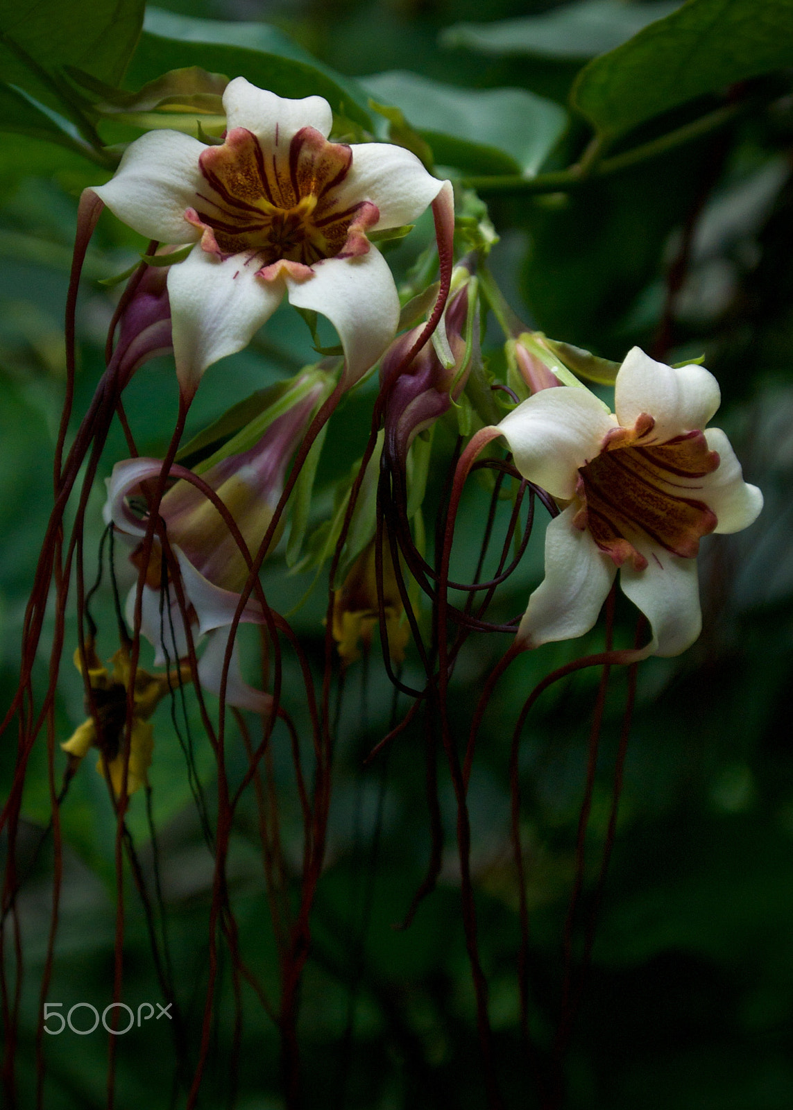 Nikon 1 J2 sample photo. Flowers/vines photography
