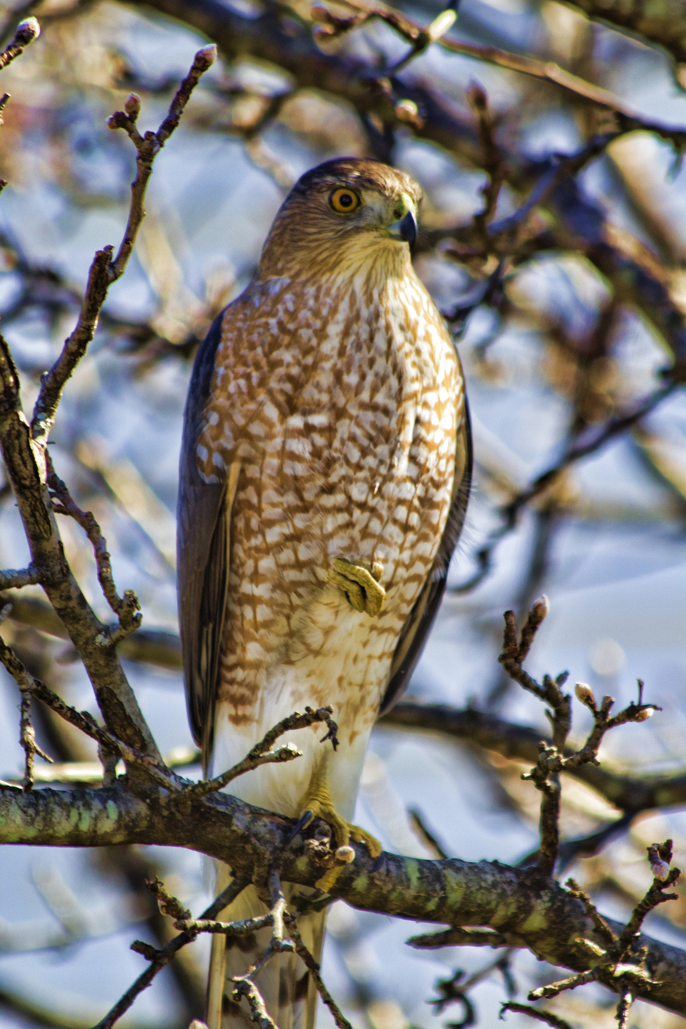 Canon EF 70-300mm F4-5.6 IS USM sample photo. Hawk photography