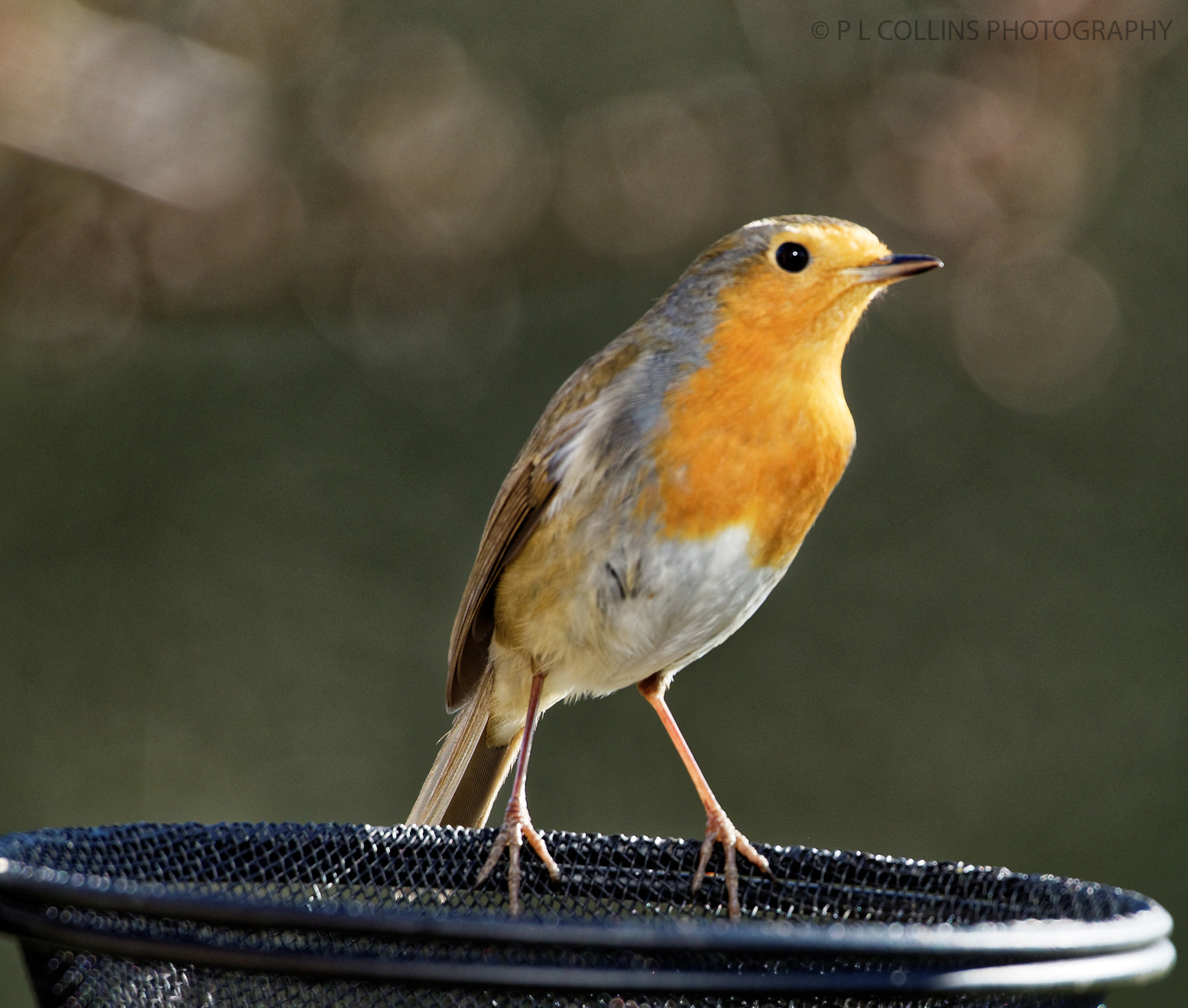 Sigma 50-500mm F4.5-6.3 DG OS HSM sample photo. Lovely robin in the garden today photography