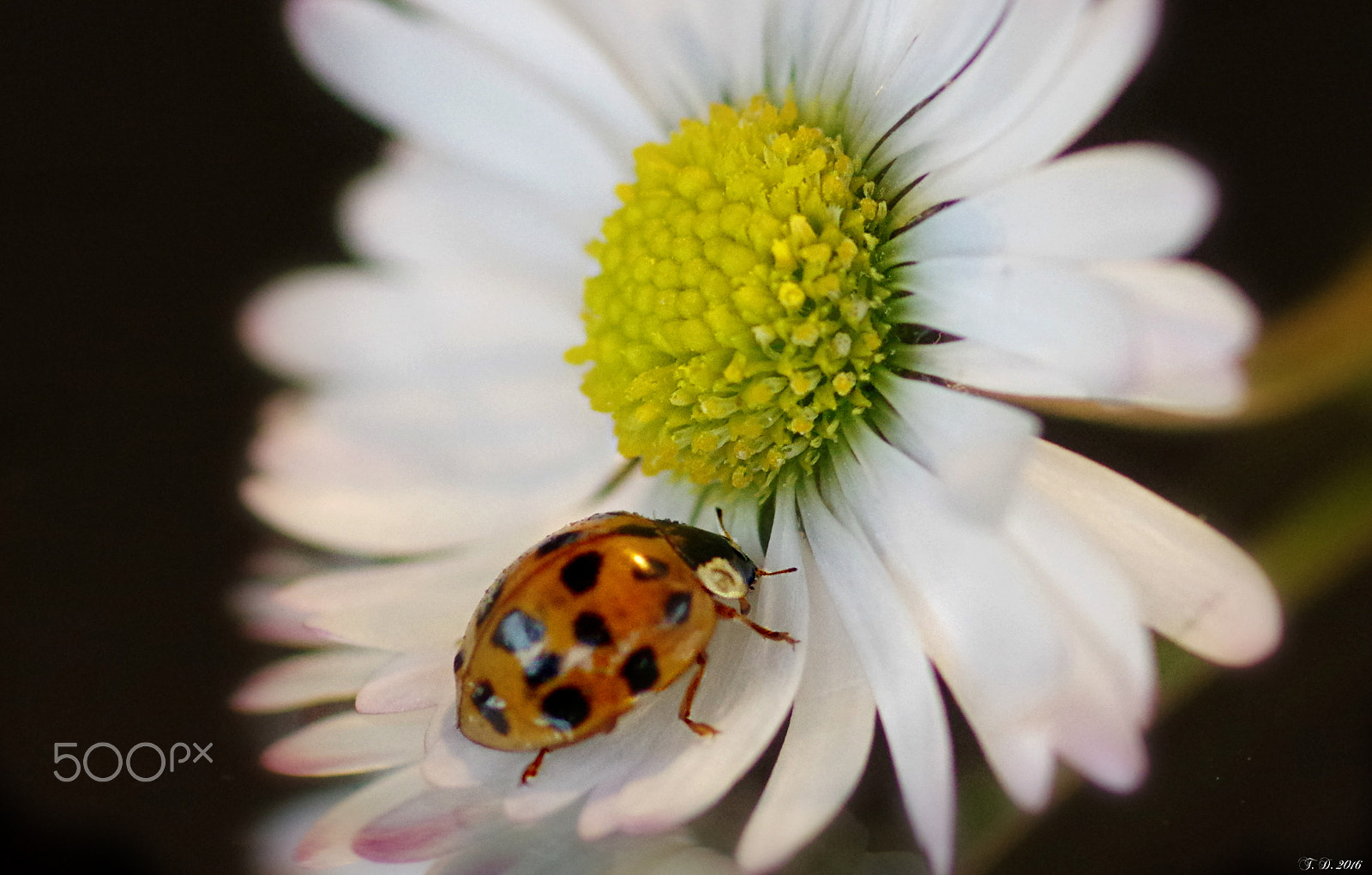 Pentax smc D-FA 100mm F2.8 macro sample photo. Happy daisy photography