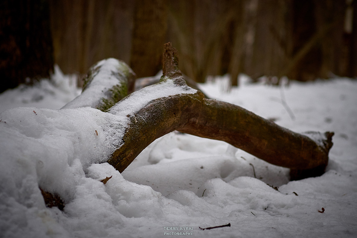 Olympus PEN E-PL5 + Sigma 60mm F2.8 DN Art sample photo. Park, winter photography