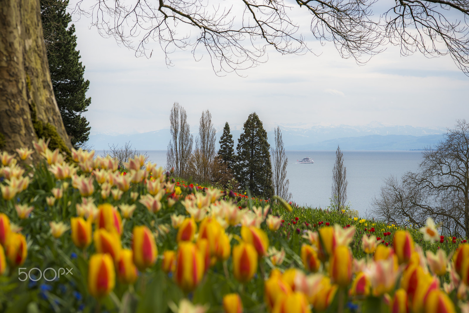 ZEISS Makro-Planar T* 100mm F2 sample photo. Springtime photography