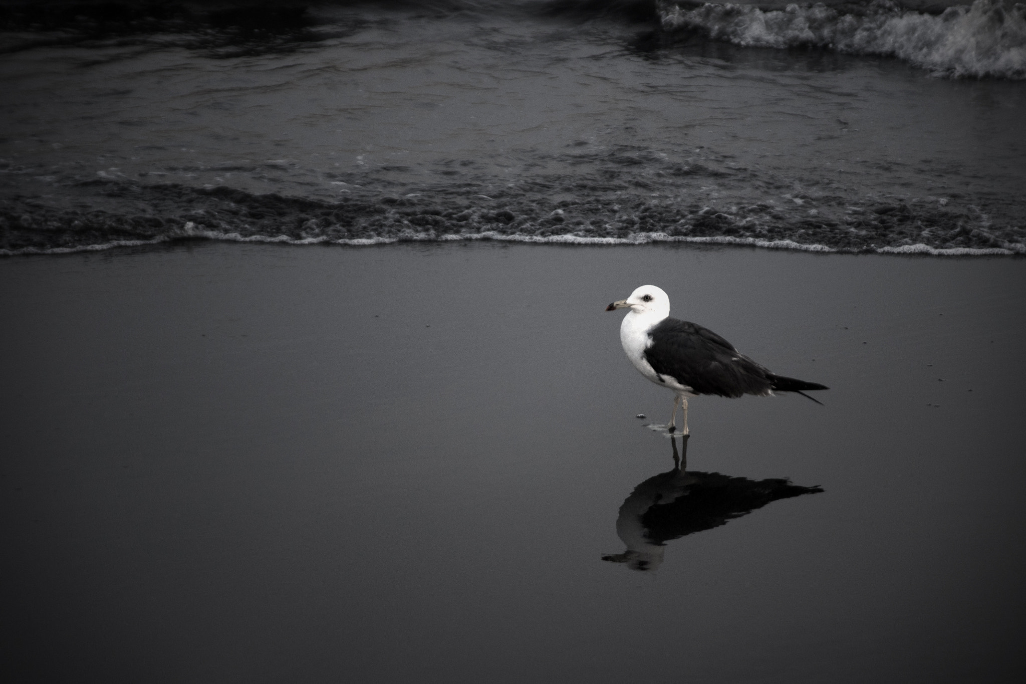Sony Alpha DSLR-A700 sample photo. Sea cat photography