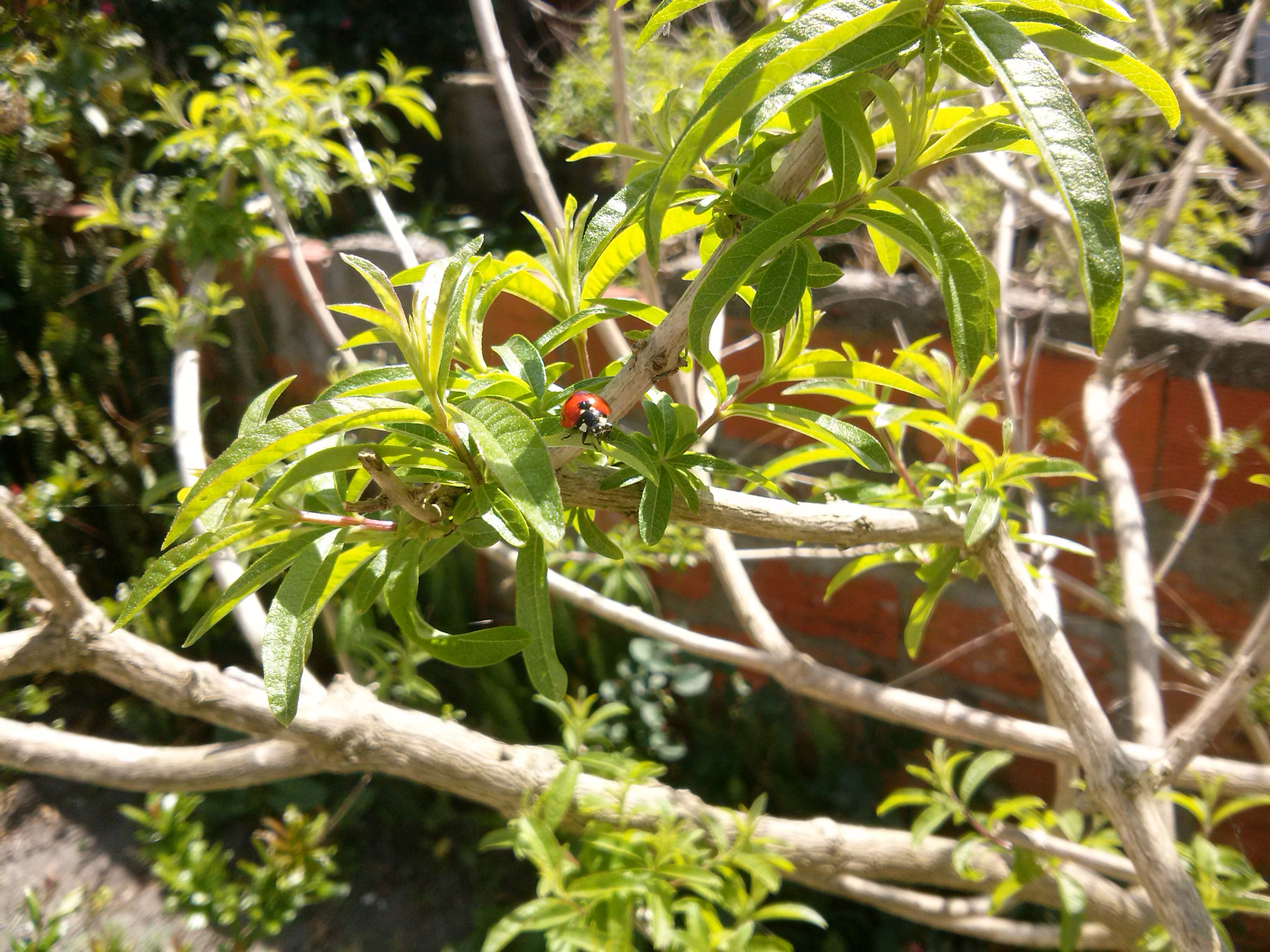 LG OPTIMUS L7 II sample photo. Ladybug photography