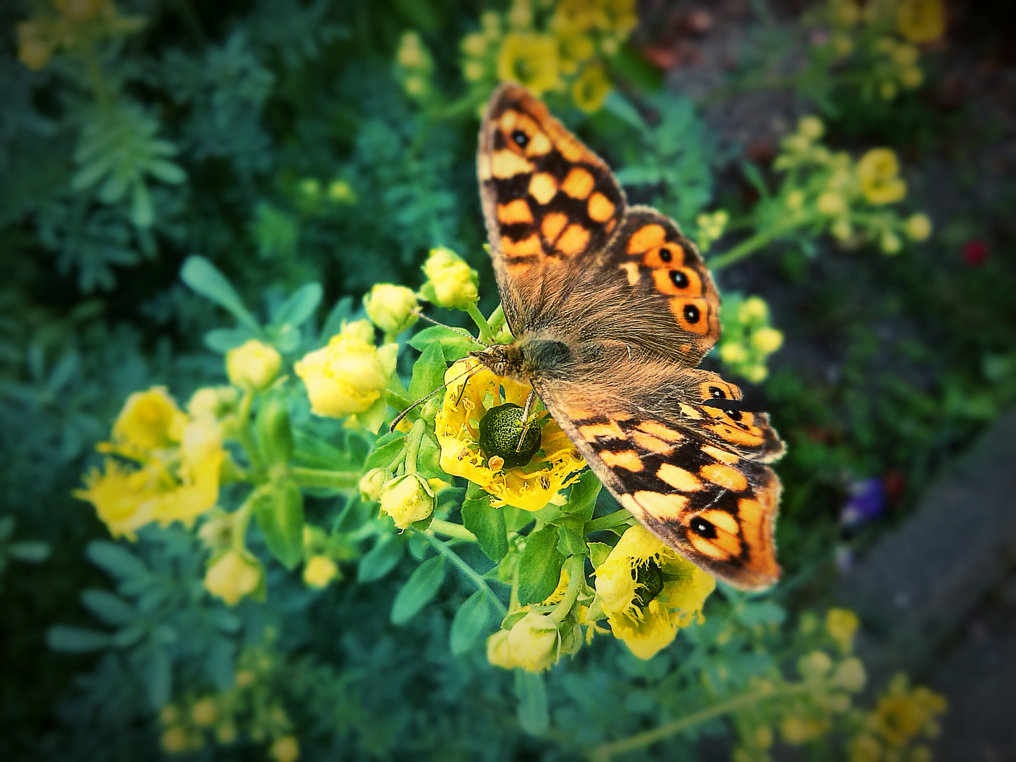 LG OPTIMUS L7 II sample photo. Butterfly photography