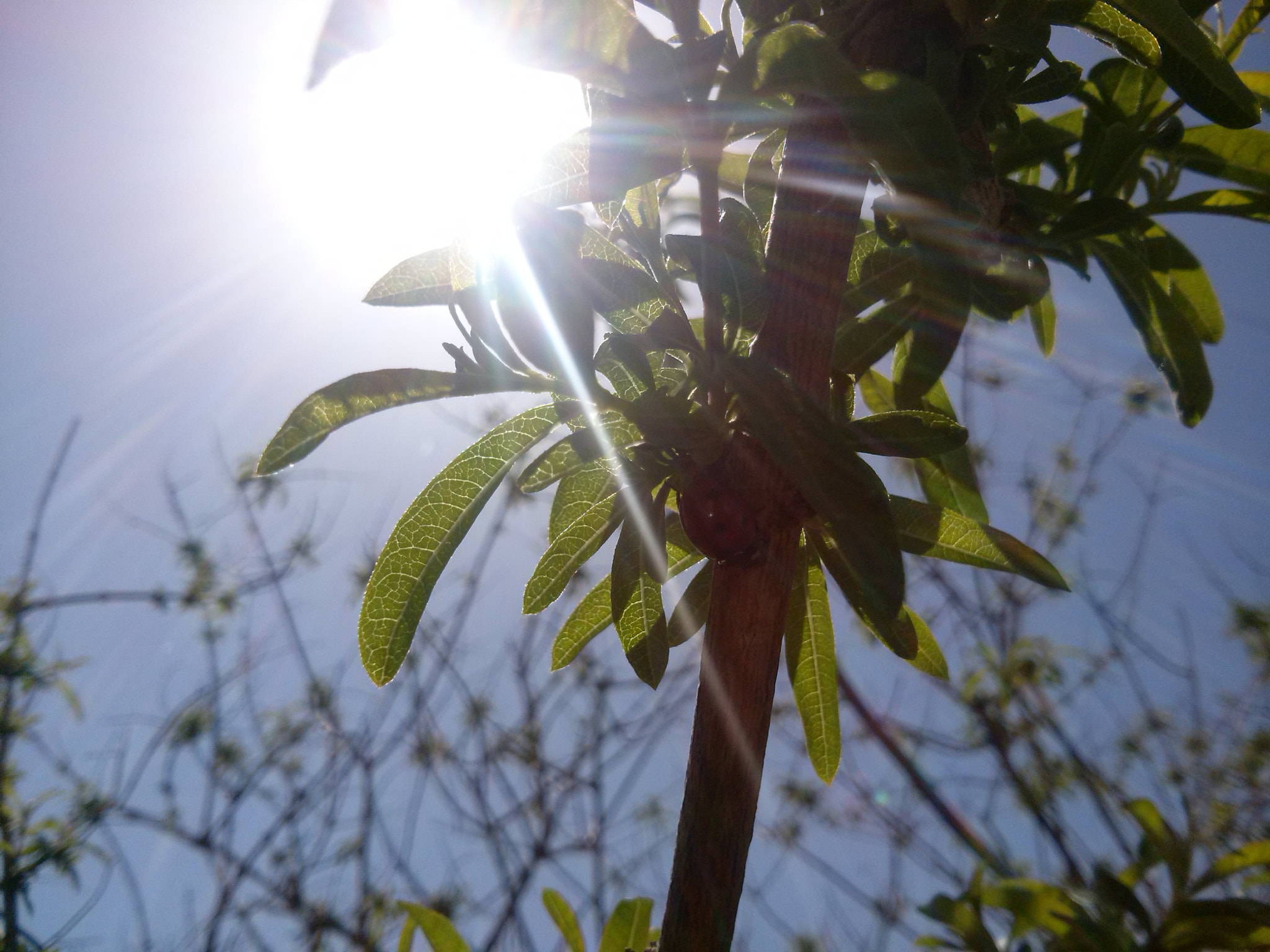 LG OPTIMUS L7 II sample photo. Sun beams photography