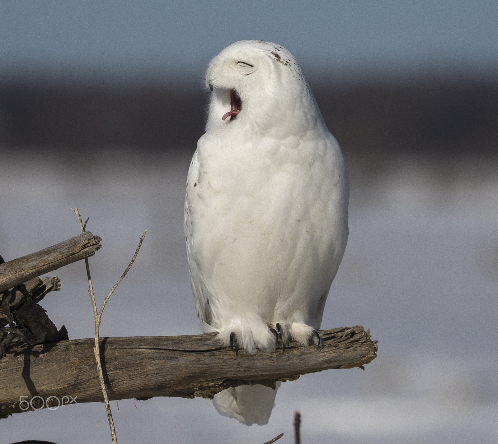Canon EF 200-400mm F4L IS USM Extender 1.4x sample photo. Snowy owl photography
