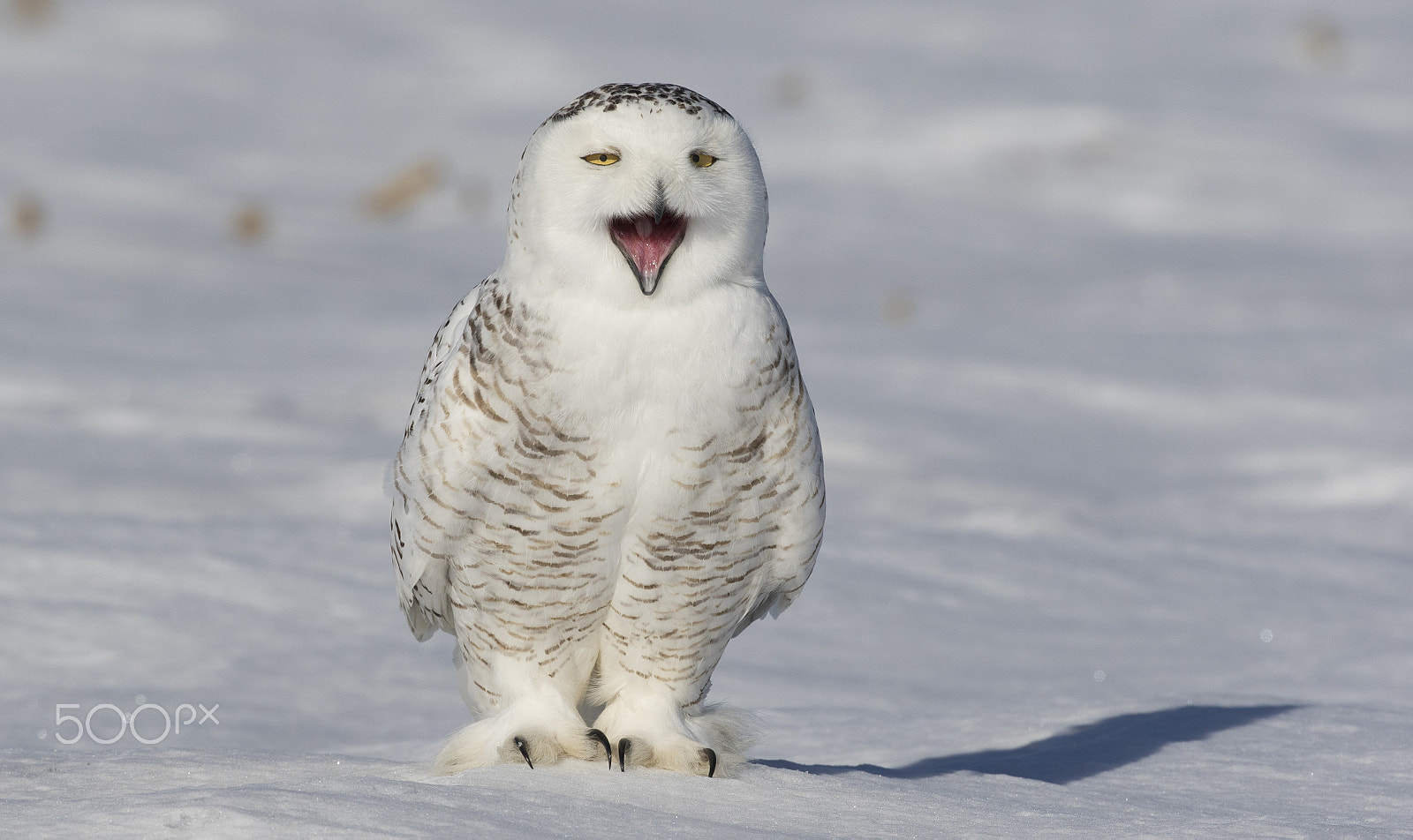 Canon EF 200-400mm F4L IS USM Extender 1.4x sample photo. Snowy owl photography