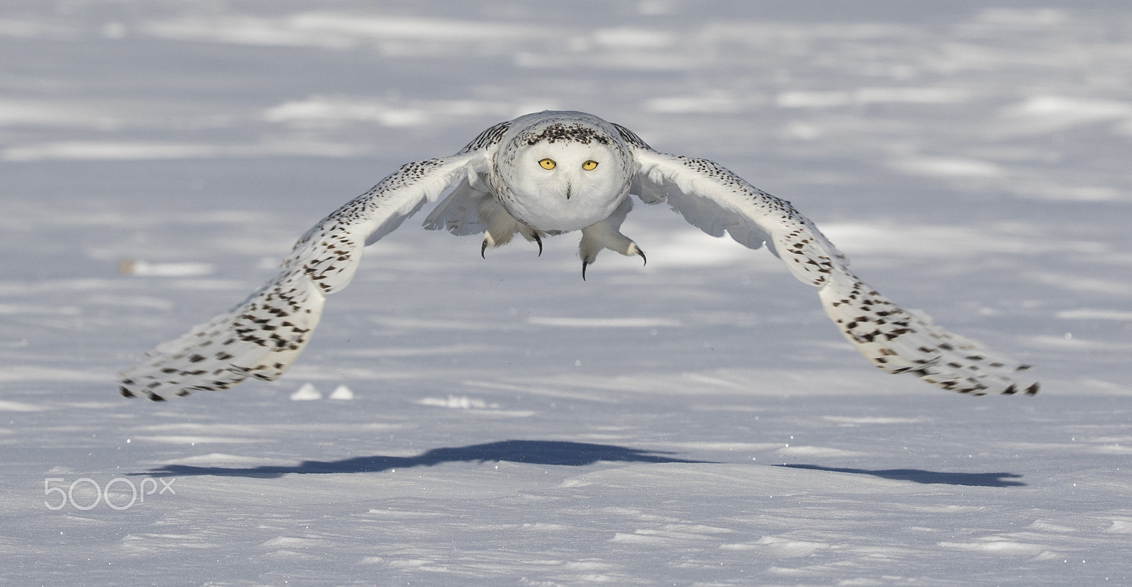 Canon EF 200-400mm F4L IS USM Extender 1.4x sample photo. Snowy owl photography