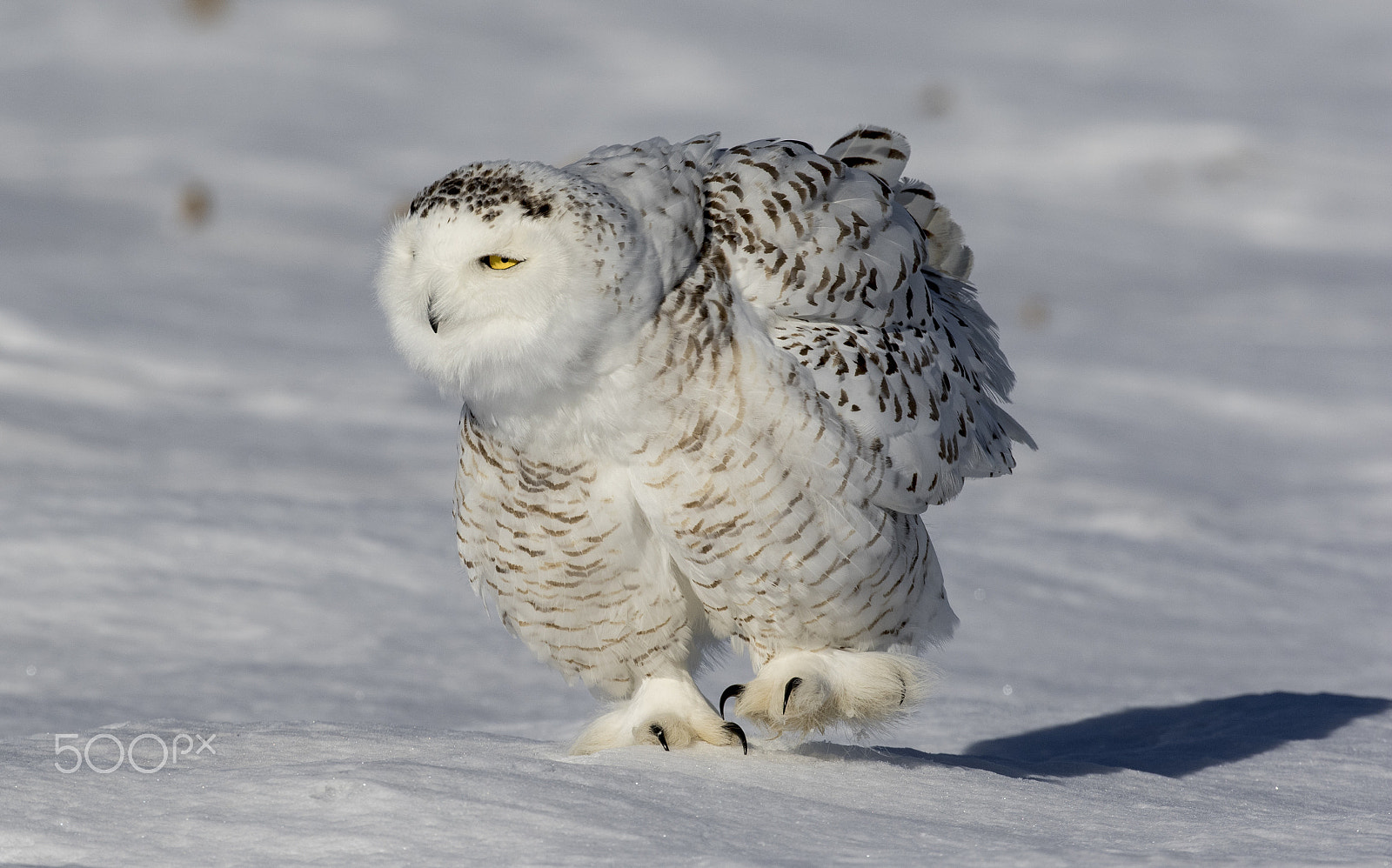 Canon EF 200-400mm F4L IS USM Extender 1.4x sample photo. Snowy owl photography