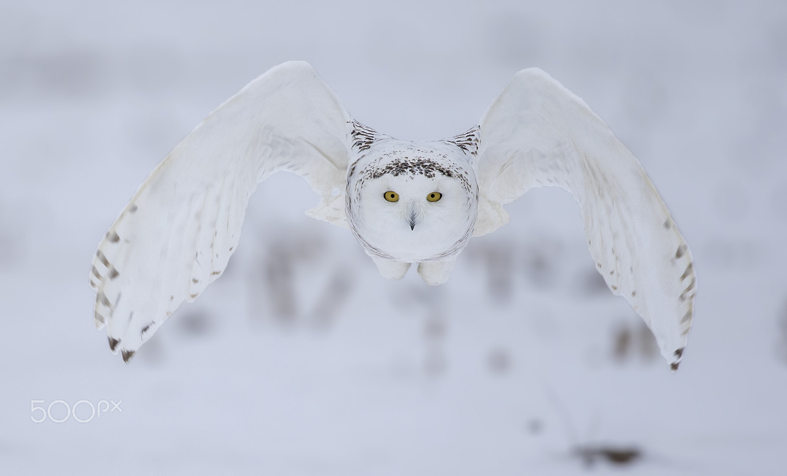 Canon EF 200-400mm F4L IS USM Extender 1.4x sample photo. Snowy owl photography