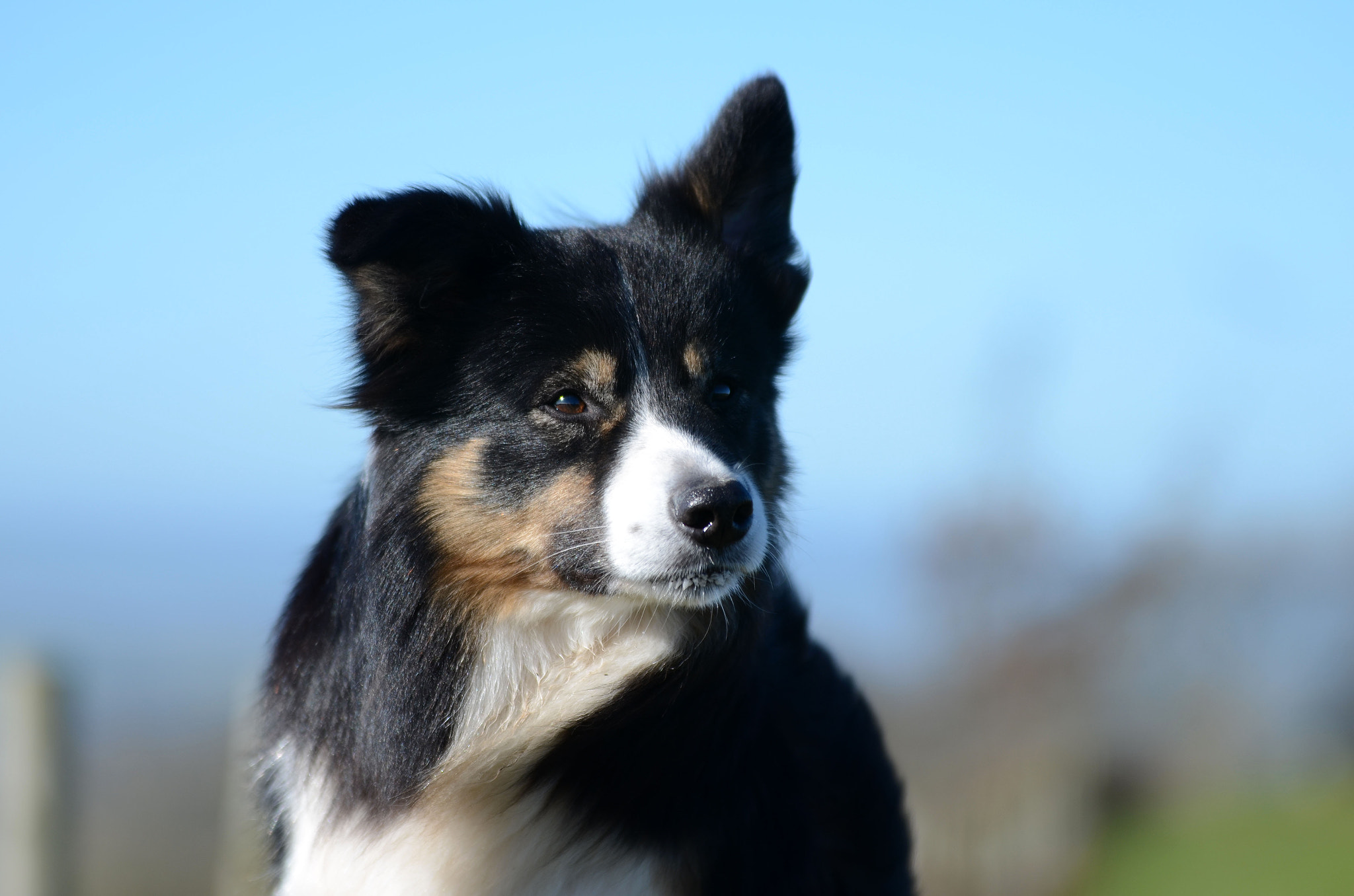 Sigma 70-200mm F2.8 EX DG OS HSM sample photo. Taking in the breeze photography