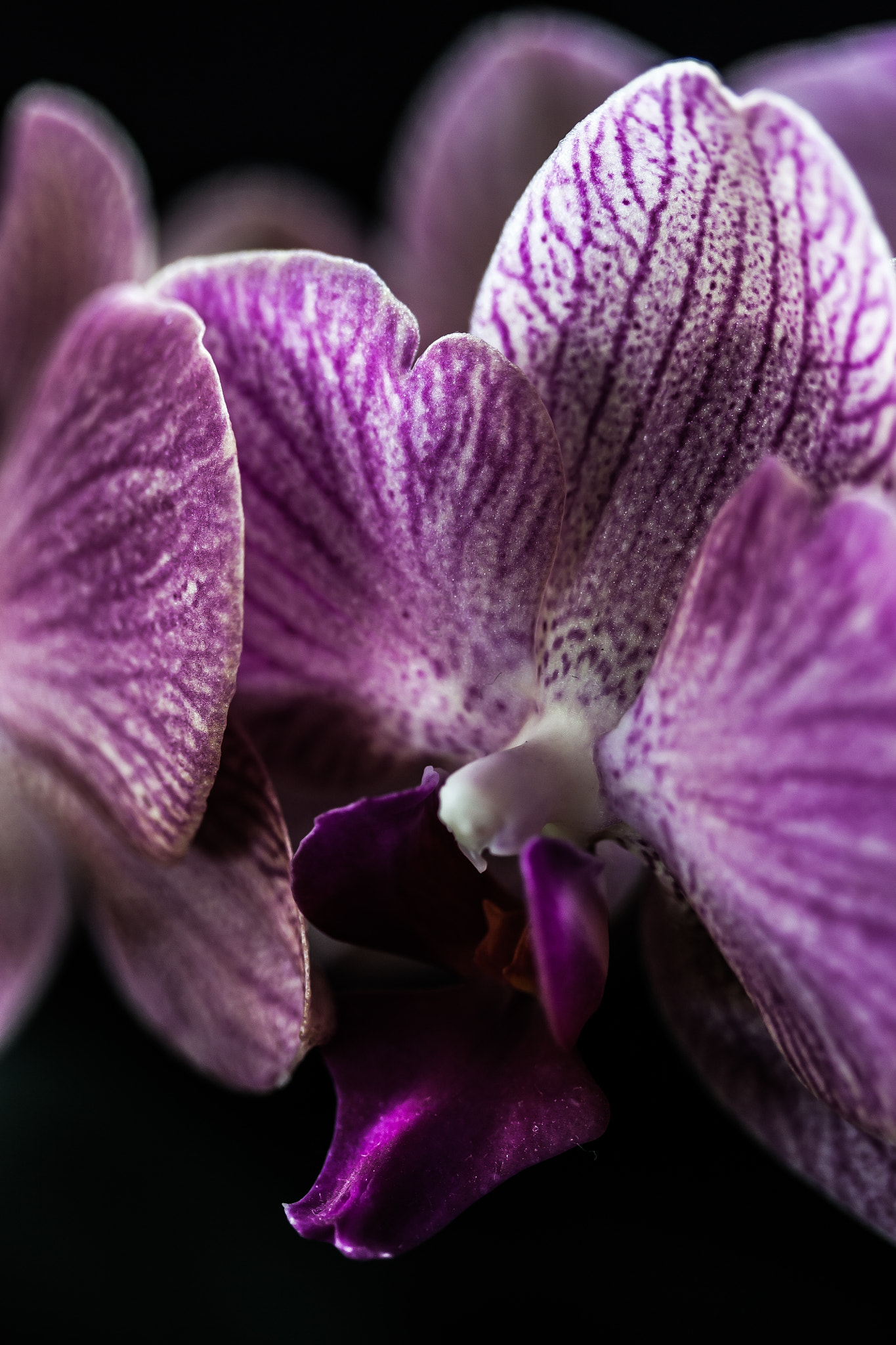 Canon EF-S 60mm F2.8 Macro USM sample photo. Orchid blossom photography