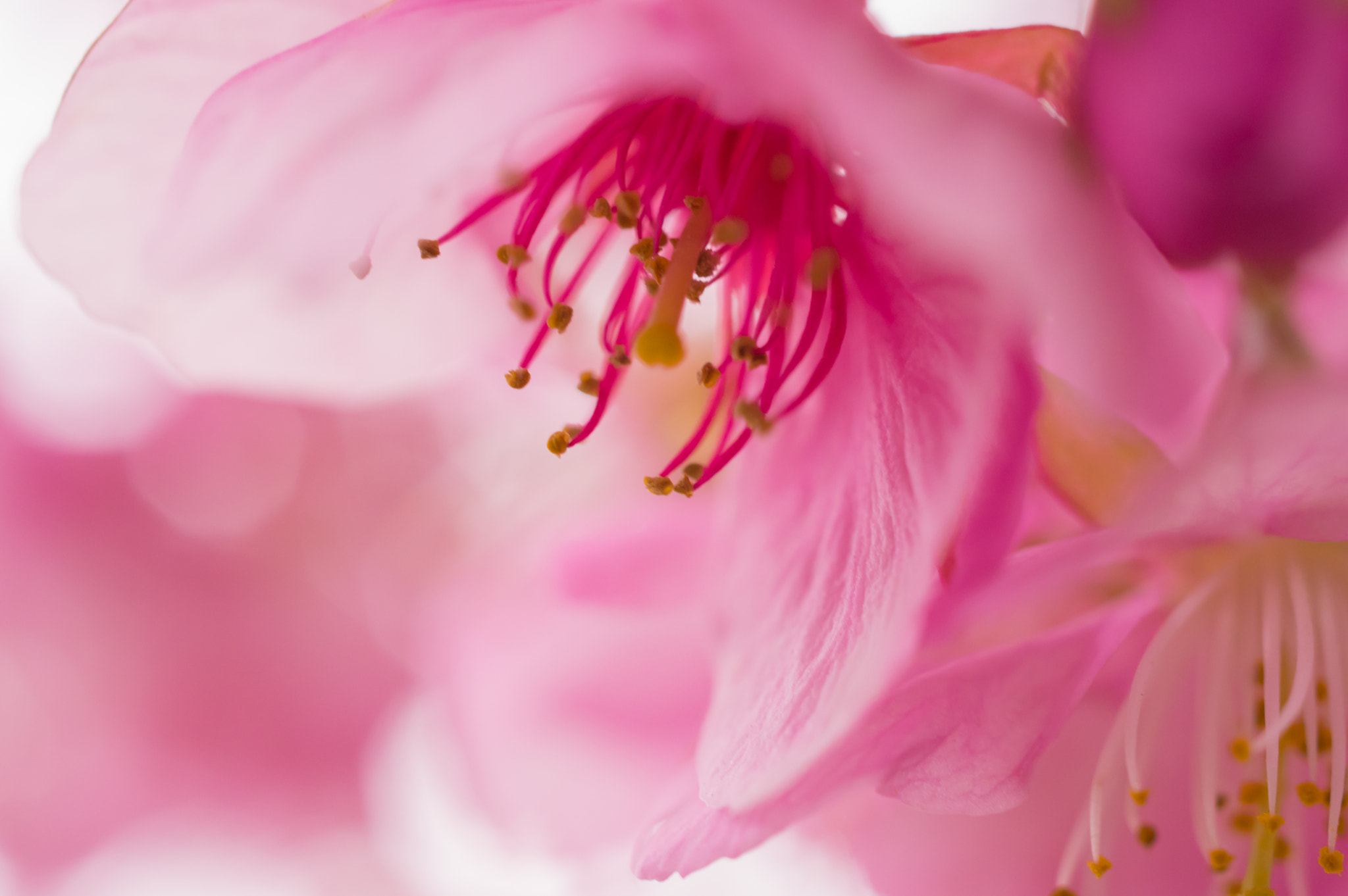Pentax smc DA 35mm F2.8 Macro Limited sample photo. Flowergarden photography