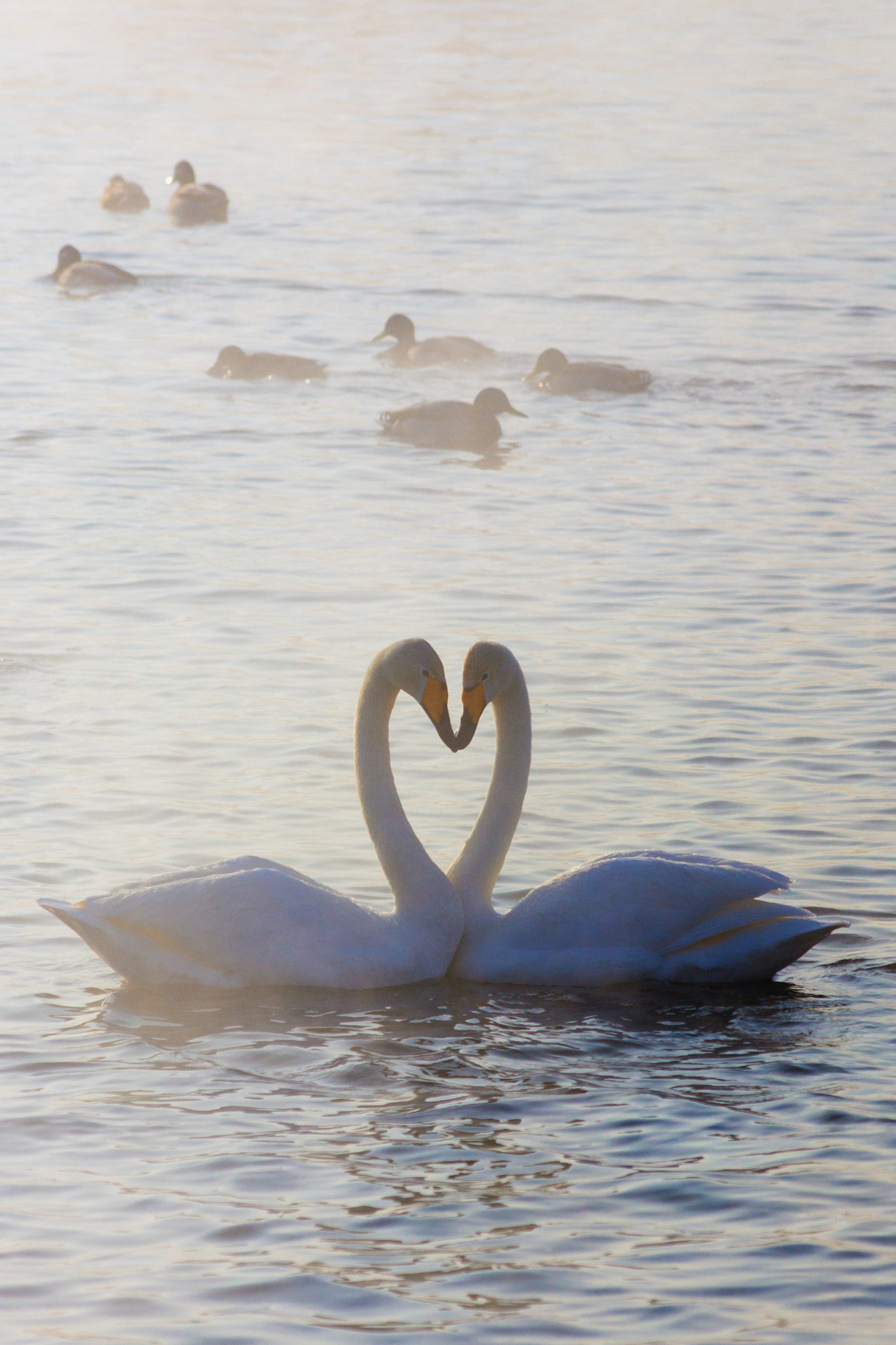 Sony SLT-A77 + Sigma 70-300mm F4-5.6 DL Macro sample photo. Swans, altai 2016 photography