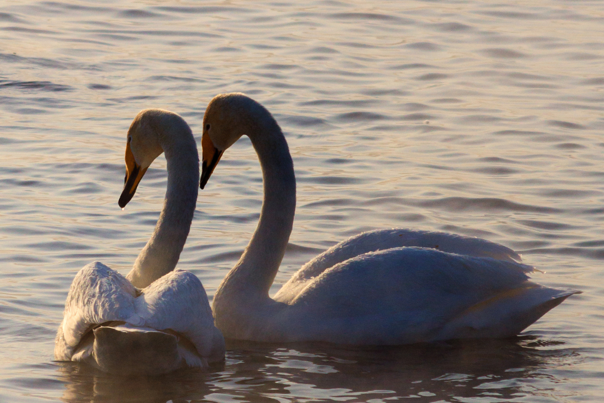 Sony SLT-A77 + Sigma 70-300mm F4-5.6 DL Macro sample photo. Swans, altai 2016 photography