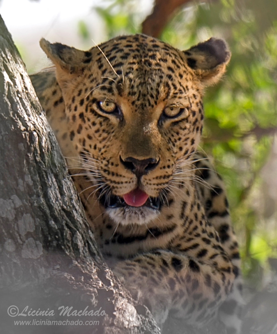 Nikon D3S + Nikon AF-S Nikkor 500mm F4G ED VR sample photo. Leopard portrait photography