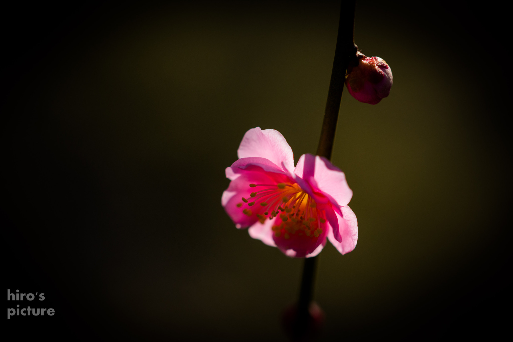 Sigma 105mm F2.8 EX DG OS HSM sample photo. Plum, shining photography