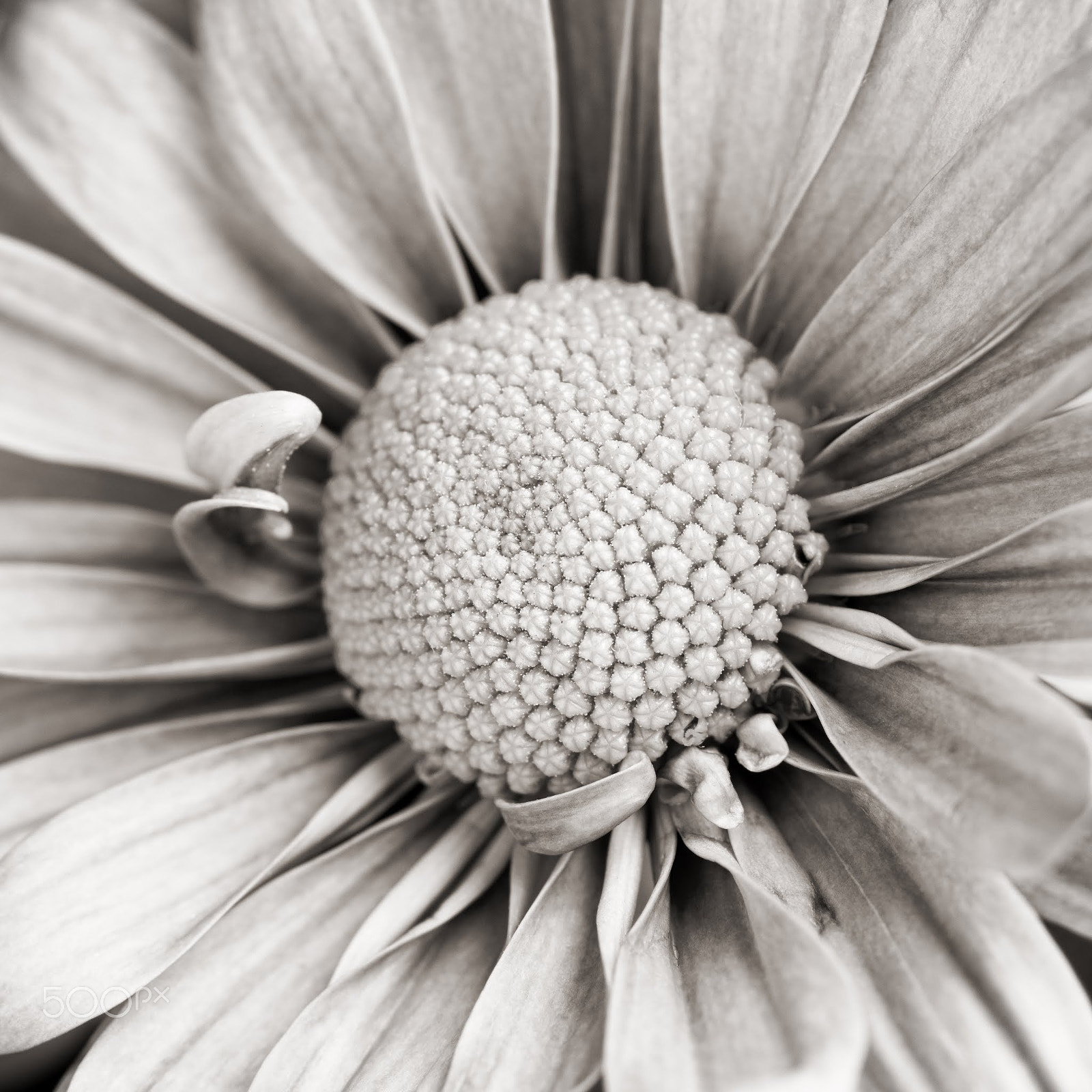 Pentax smc D-FA 100mm F2.8 macro sample photo. Bw photography