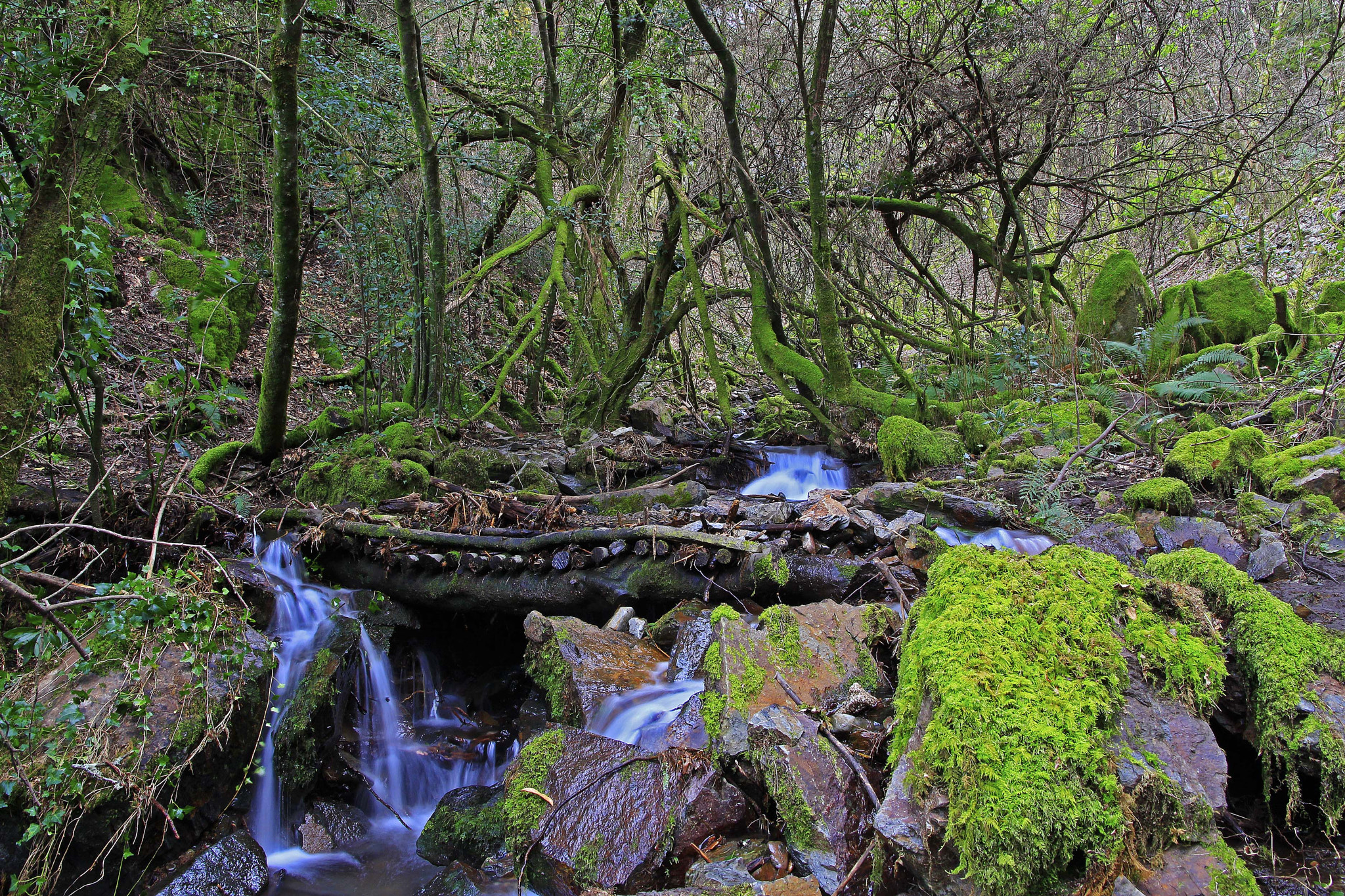 Sigma 17-70mm F2.8-4 DC Macro OS HSM sample photo. Forest of lousã photography